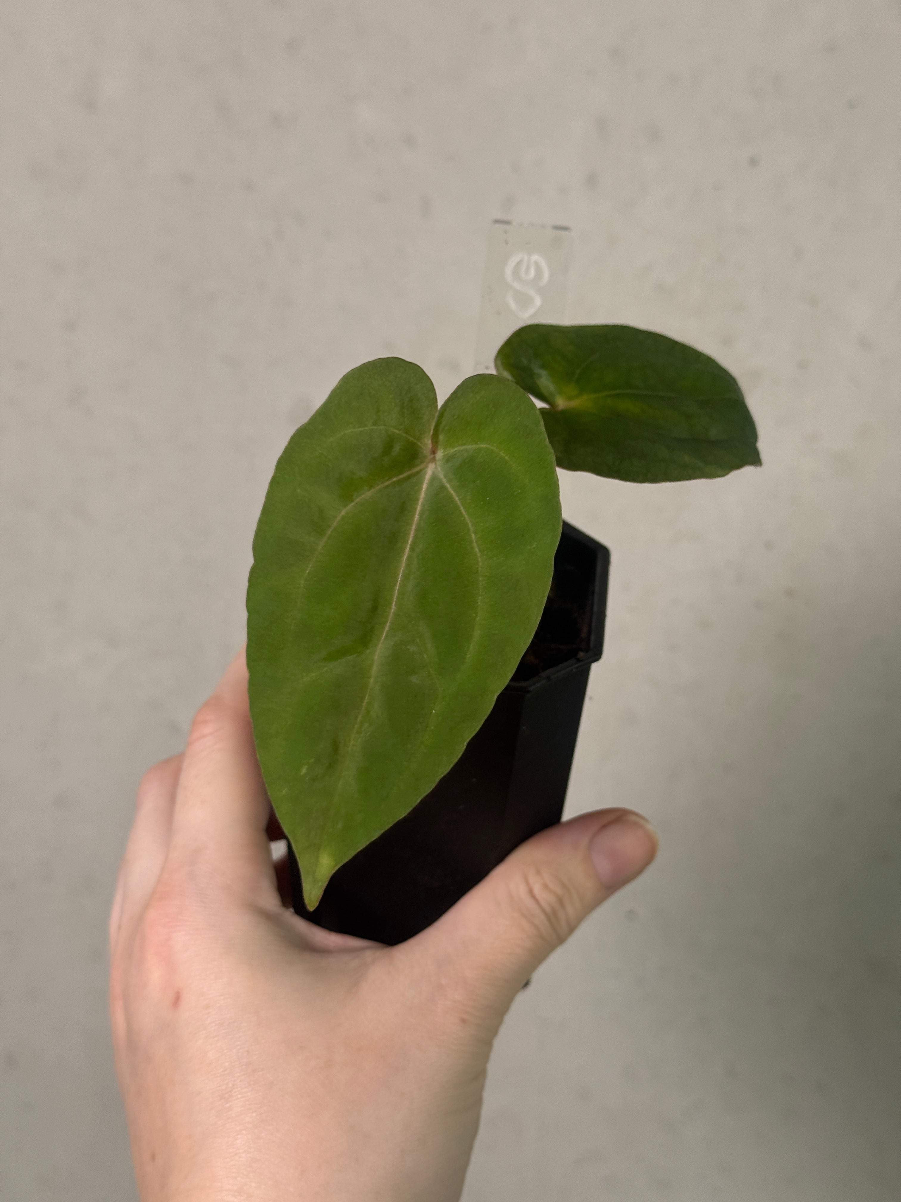SMUKHI Anthurium Ralph Lynam S1 plant with lush green leaves, displayed in a decorative pot, showcasing vibrant foliage.