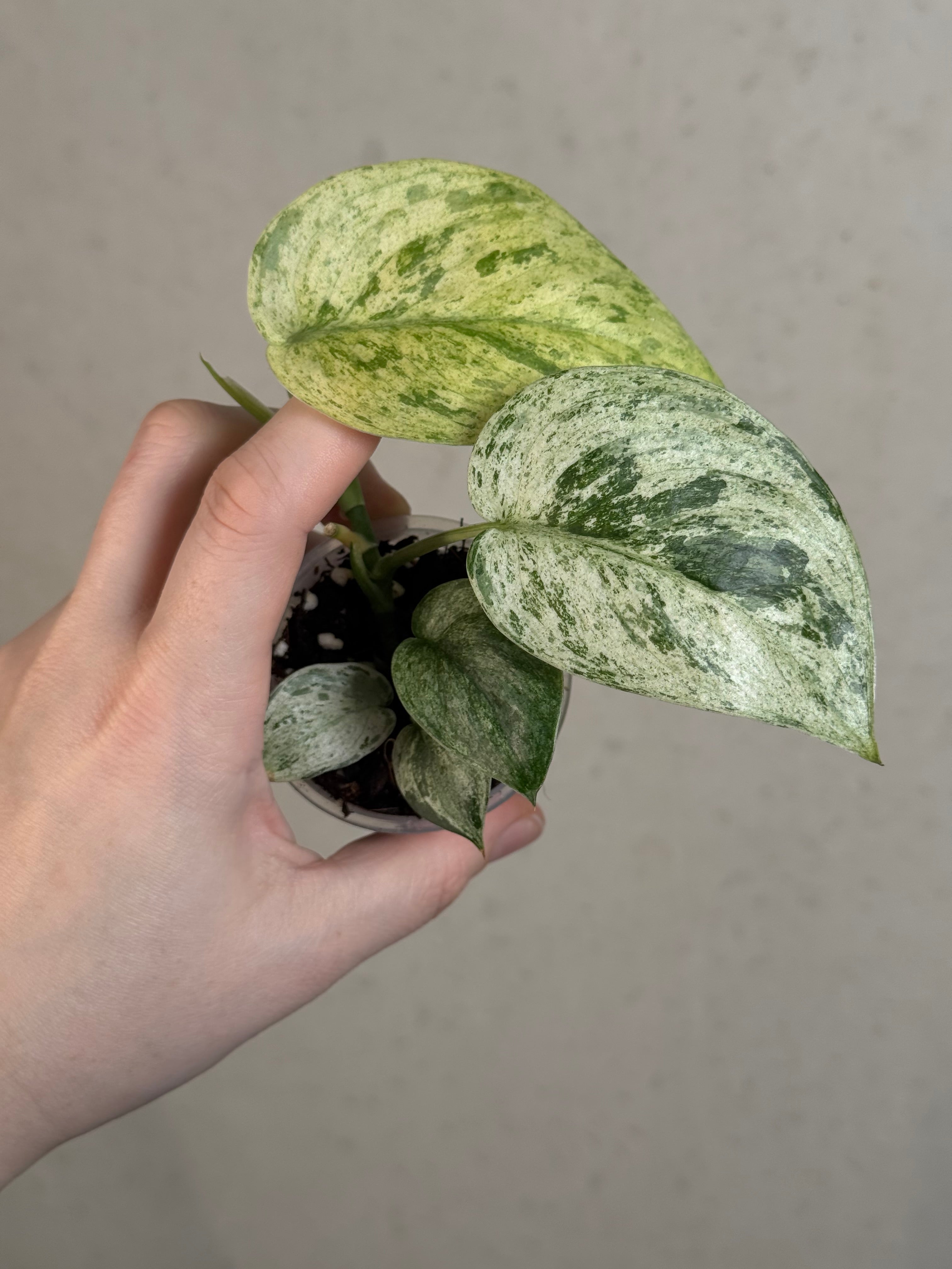 Scindapsus Jade Satin Marble Queen