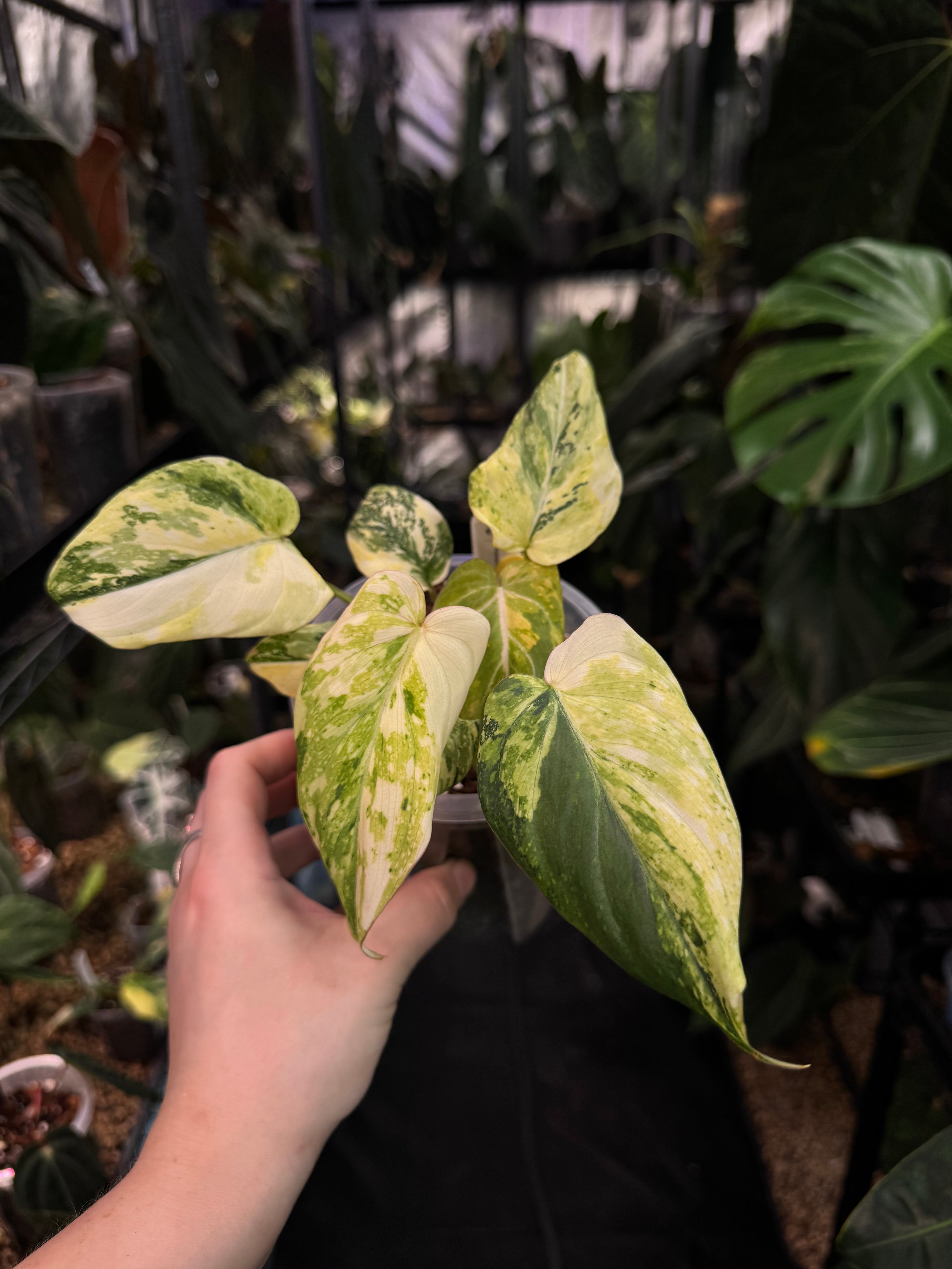 Philodendron Gloriosum Tricolor