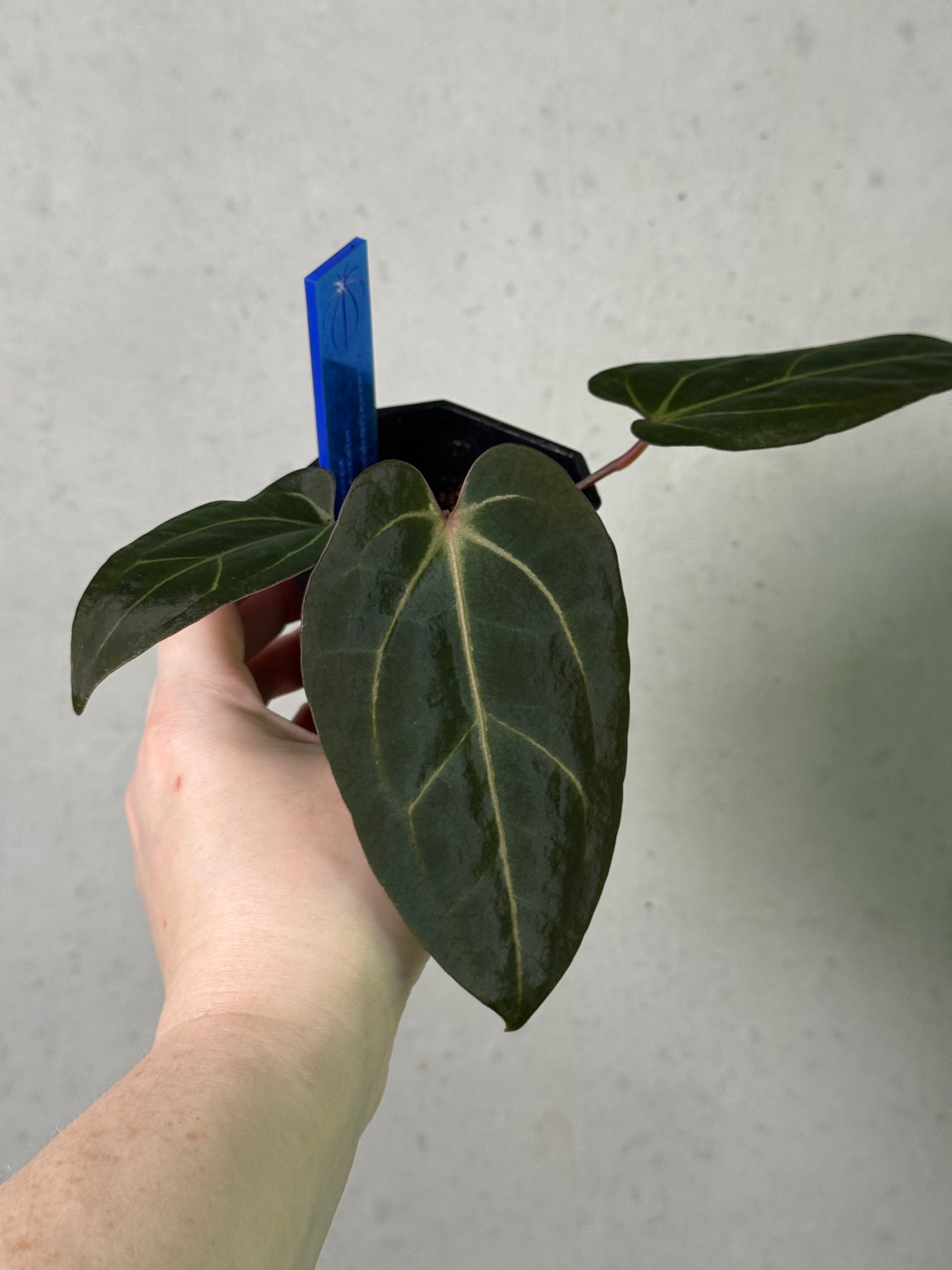 Anthurium Carlablackiae ('Round' x GPH-001) x Portillae 'Dorito' - Clone