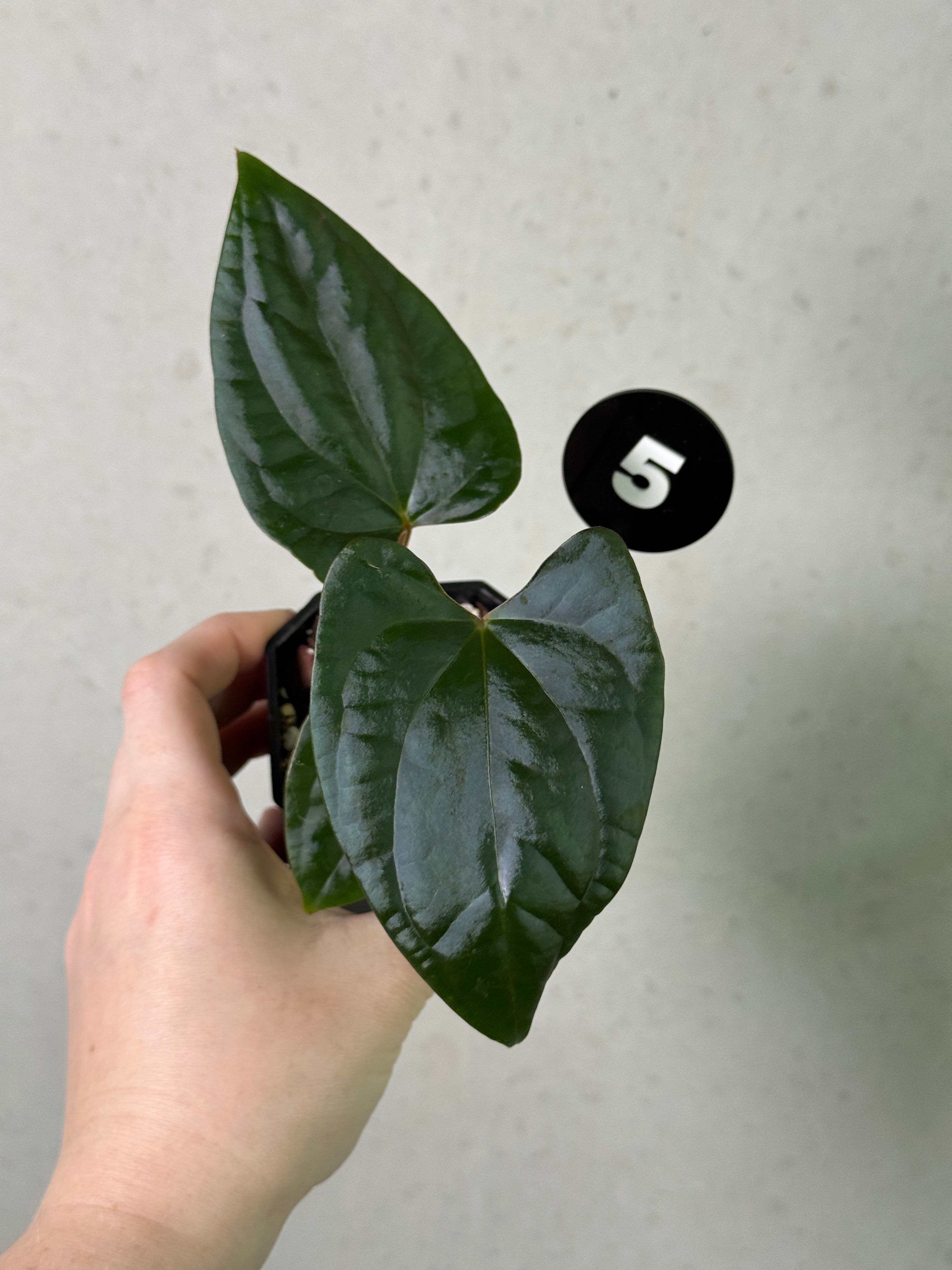 Dark Phoenix and Goliath Anthurium plant with lush green and dark foliage, featuring broad, glossy leaves.