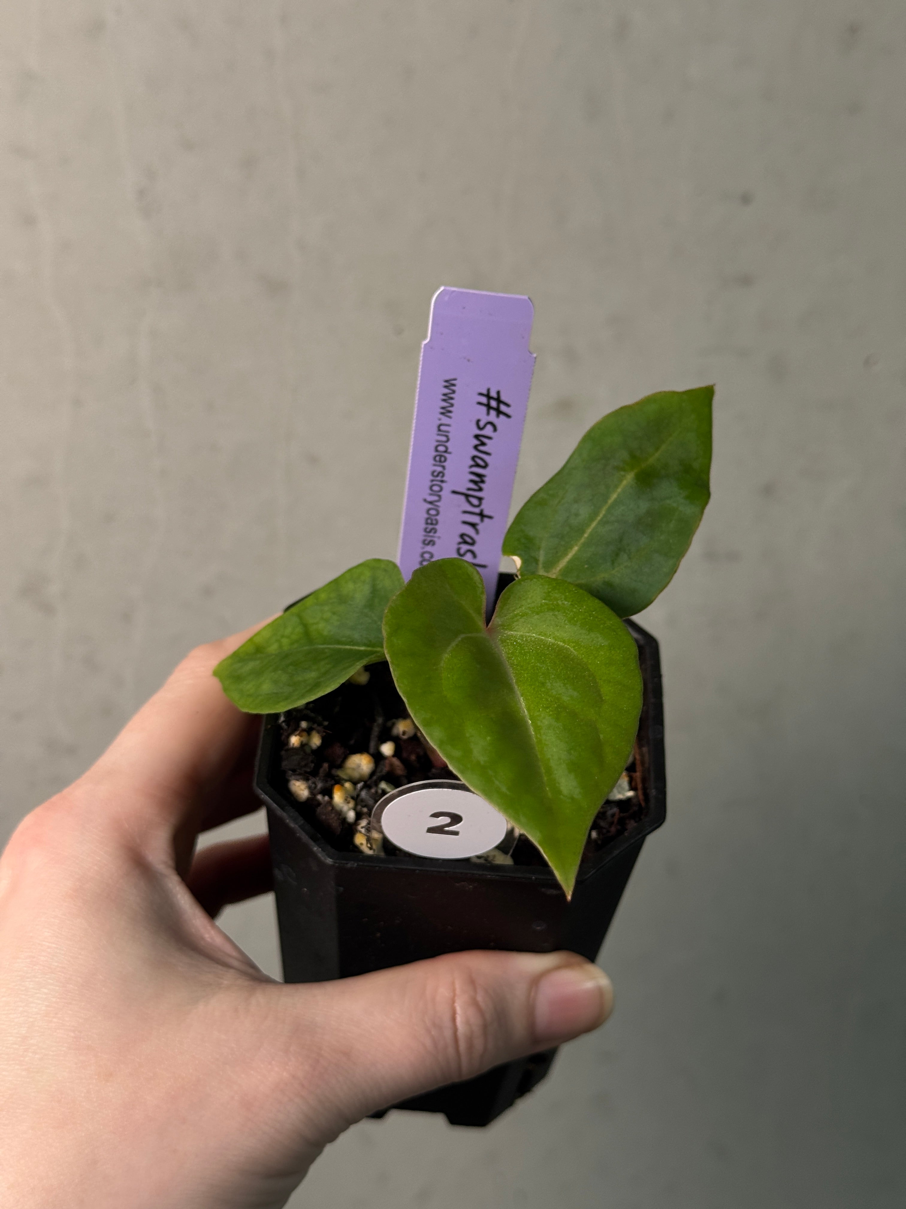 Anthurium Stripey X2 x Besseae aff 'Spider' - SMUKHI