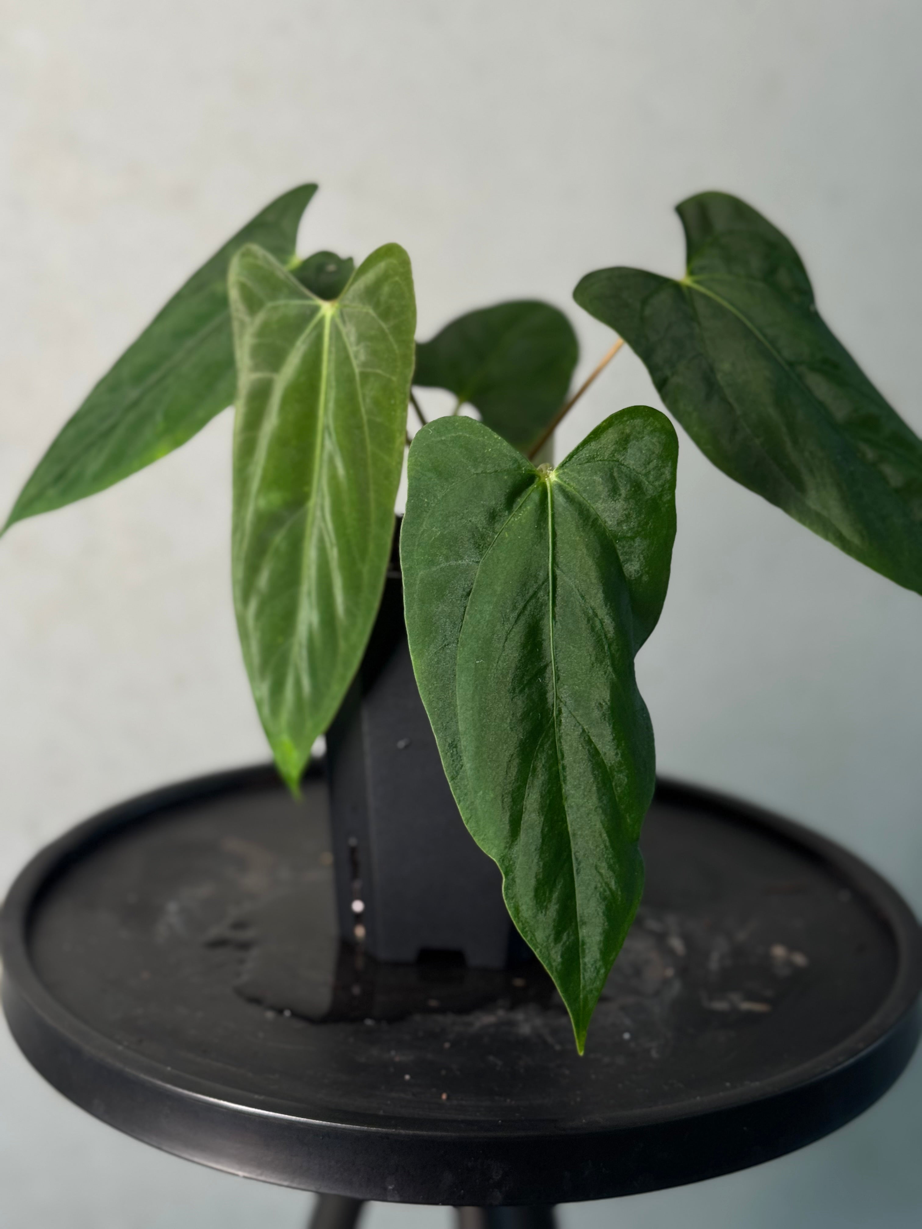 Anthurium (Fort Sherman x Ralph Lynam) x (Ralph Lynam x Fort Sherman)