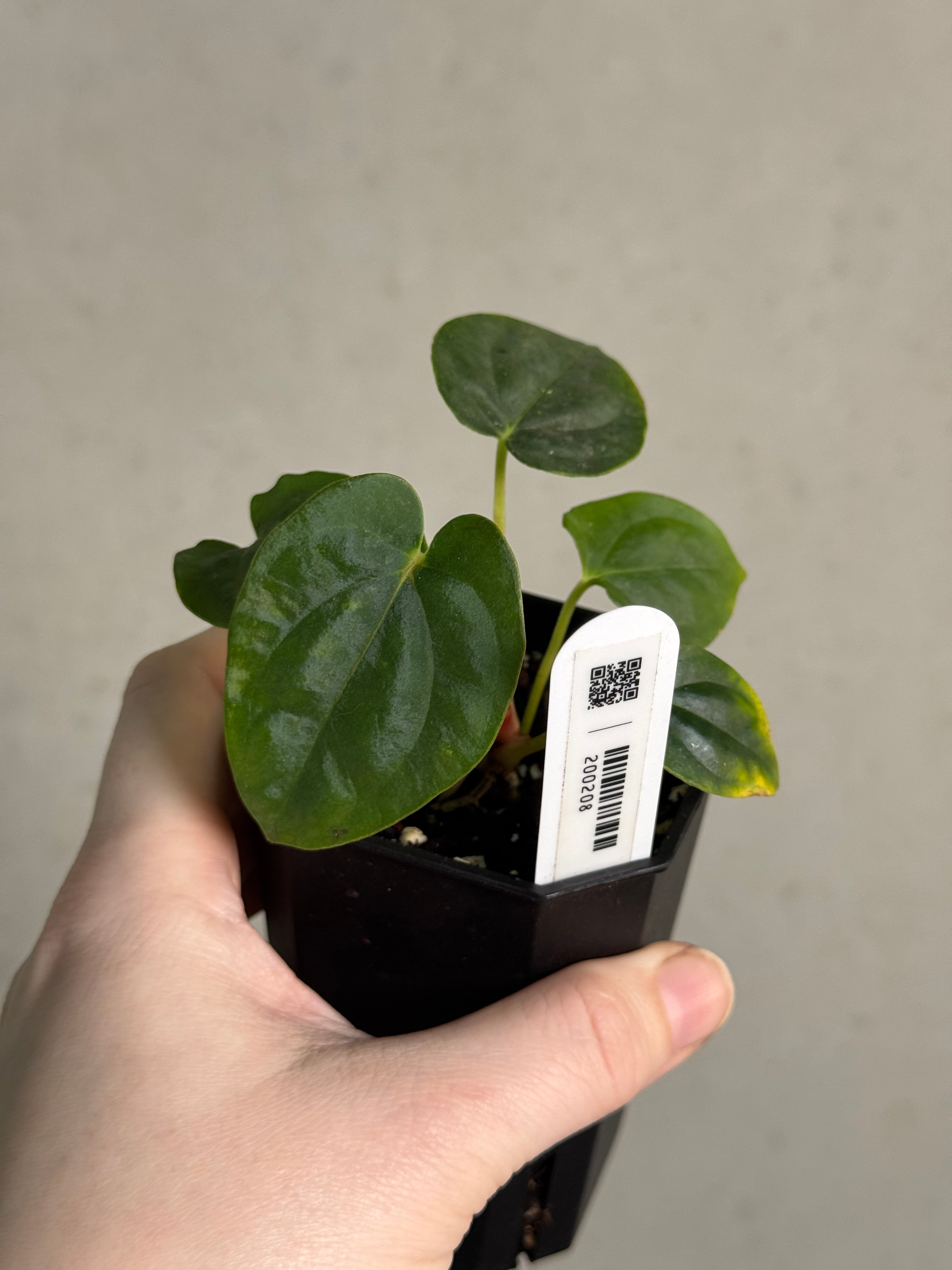 Anthurium 'Supernova' x self - SMUKHI