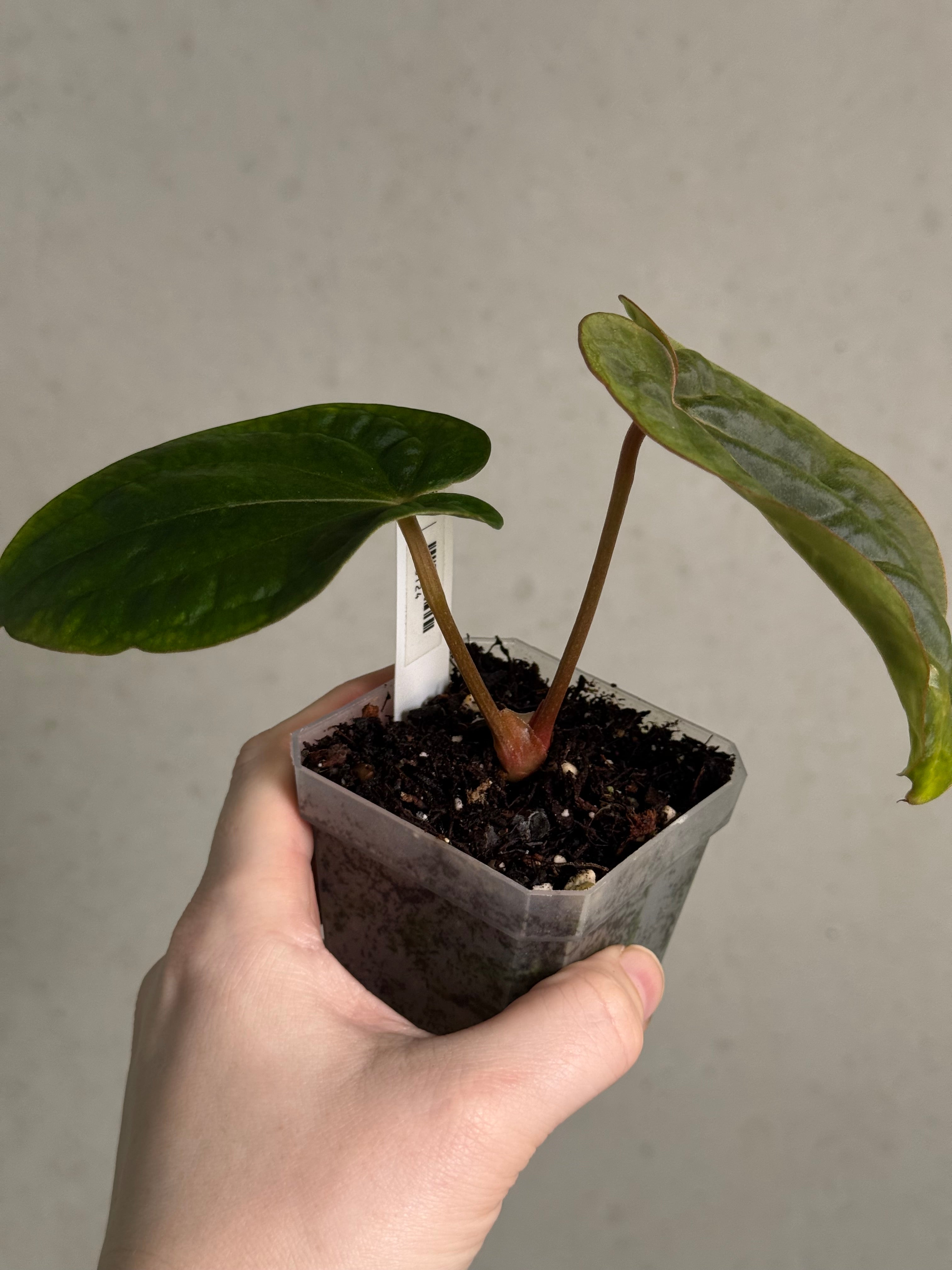 Anthurium Dressleri NSE 'Obsidian' x RG - Sad Plant - SMUKHI