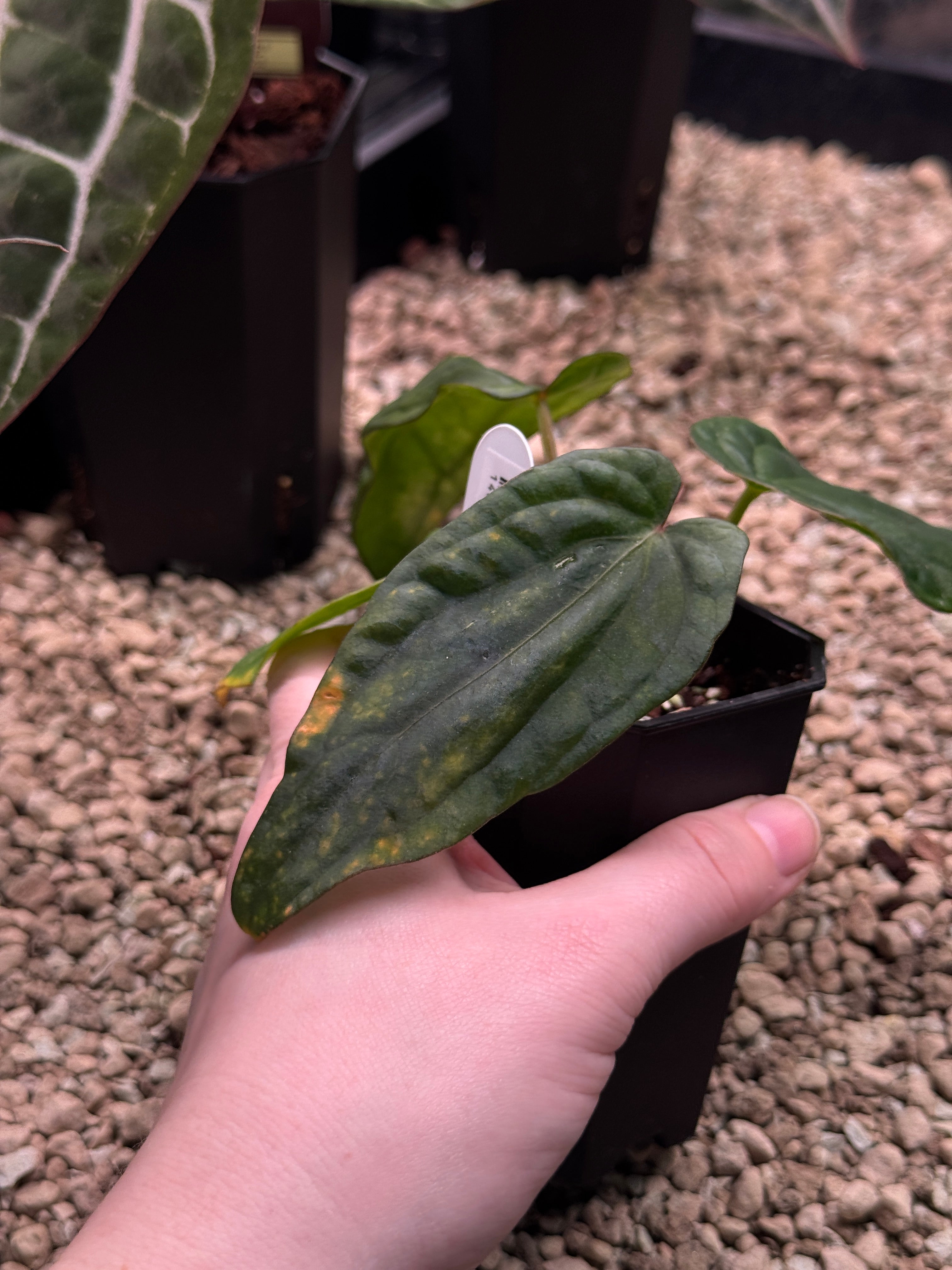 Anthurium Dressleri NSE 'Obsidian' x RG