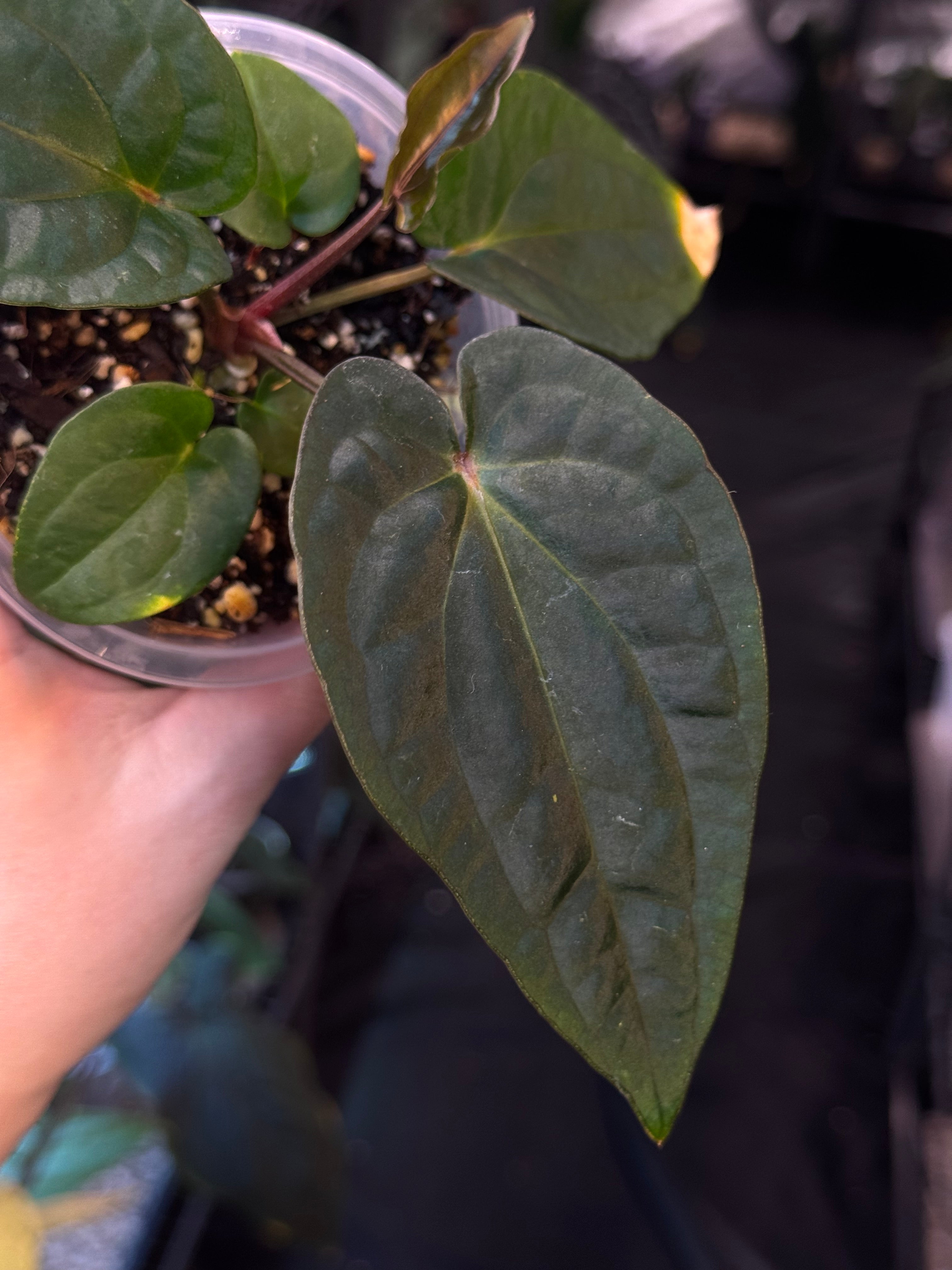 NFS: Anthurium (Dressleri RG F2 Dark x Carlablackiae ‘Amanda’) x Dressleri NSE ‘Obsidian’