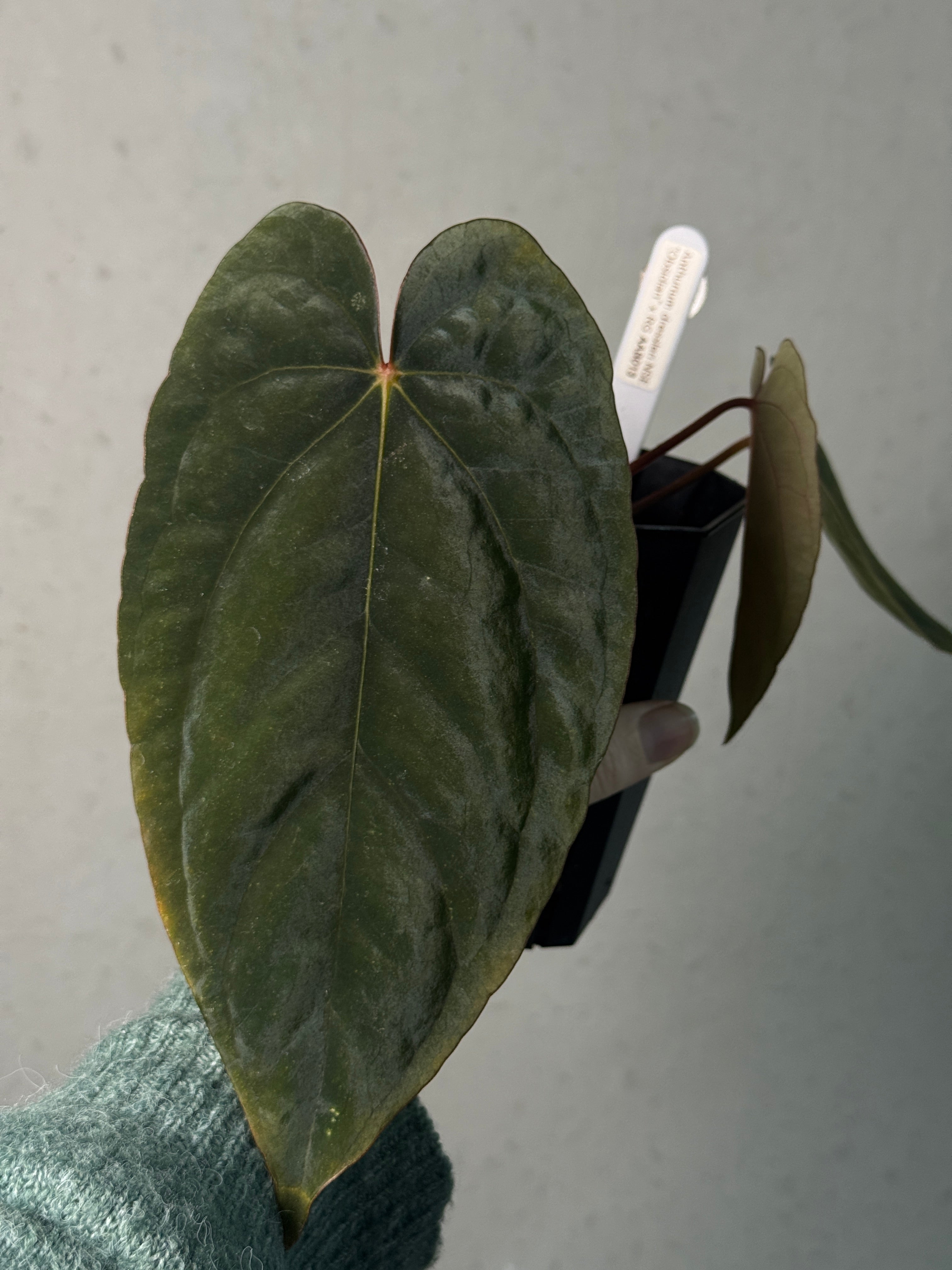 Anthurium Dressleri NSE 'Obsidian' x RG - SMUKHI