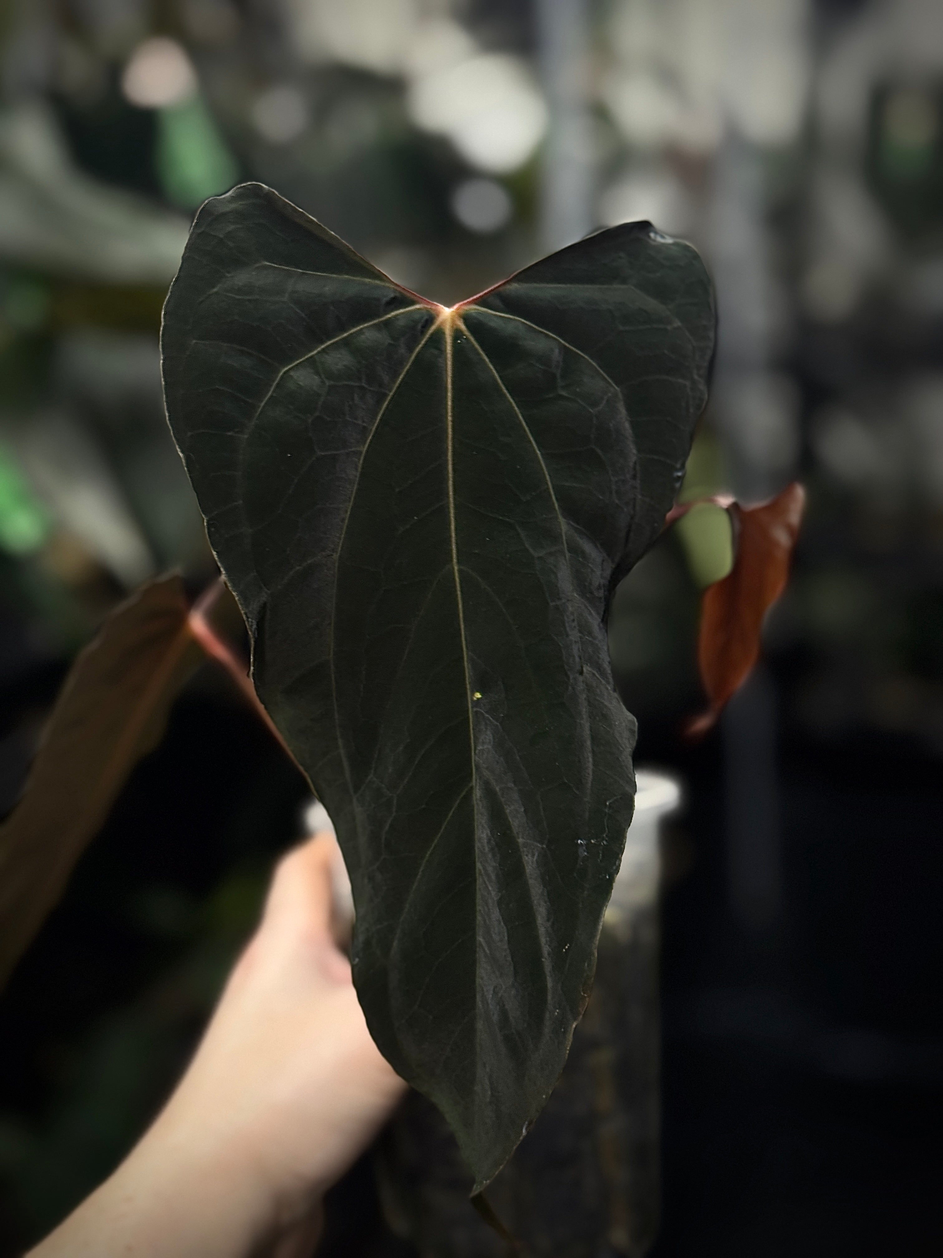 Anthurium (XOne x Indo Portillae) x Ralph Lynam S1