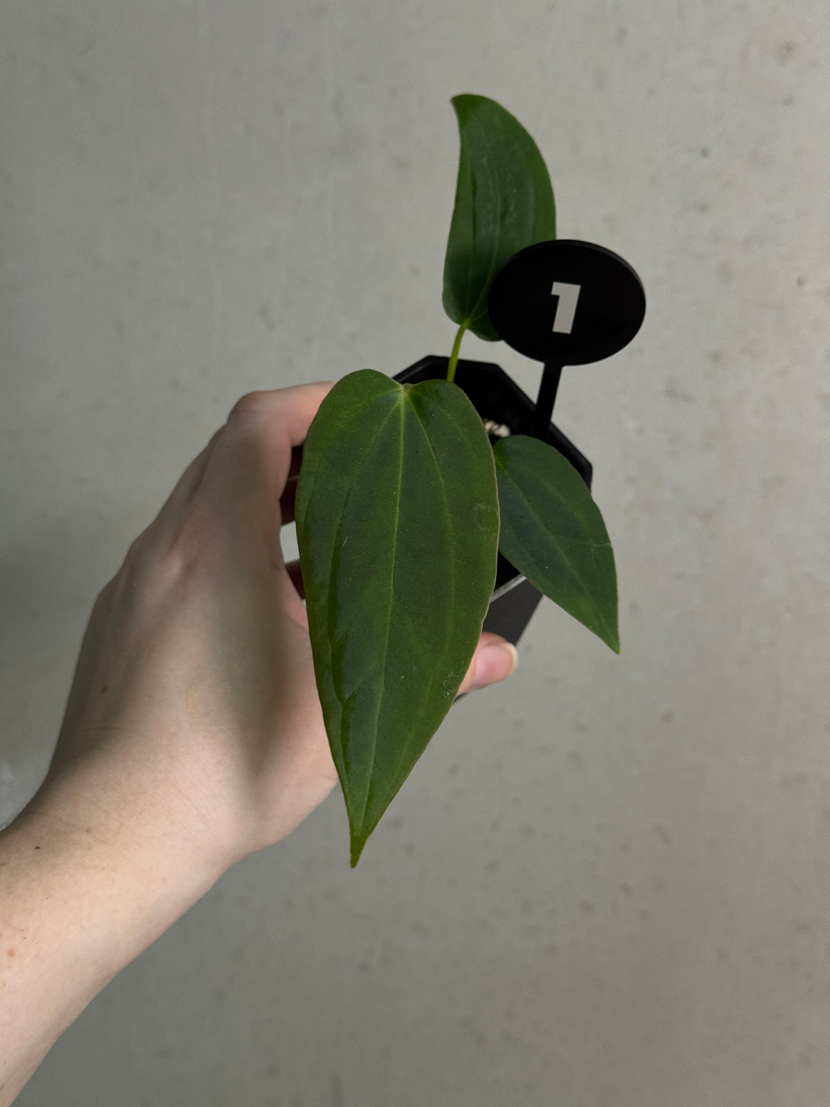 Anthurium BVEP ('Round' x RA1) 'Ruin' x Portillae 'Dorito'
