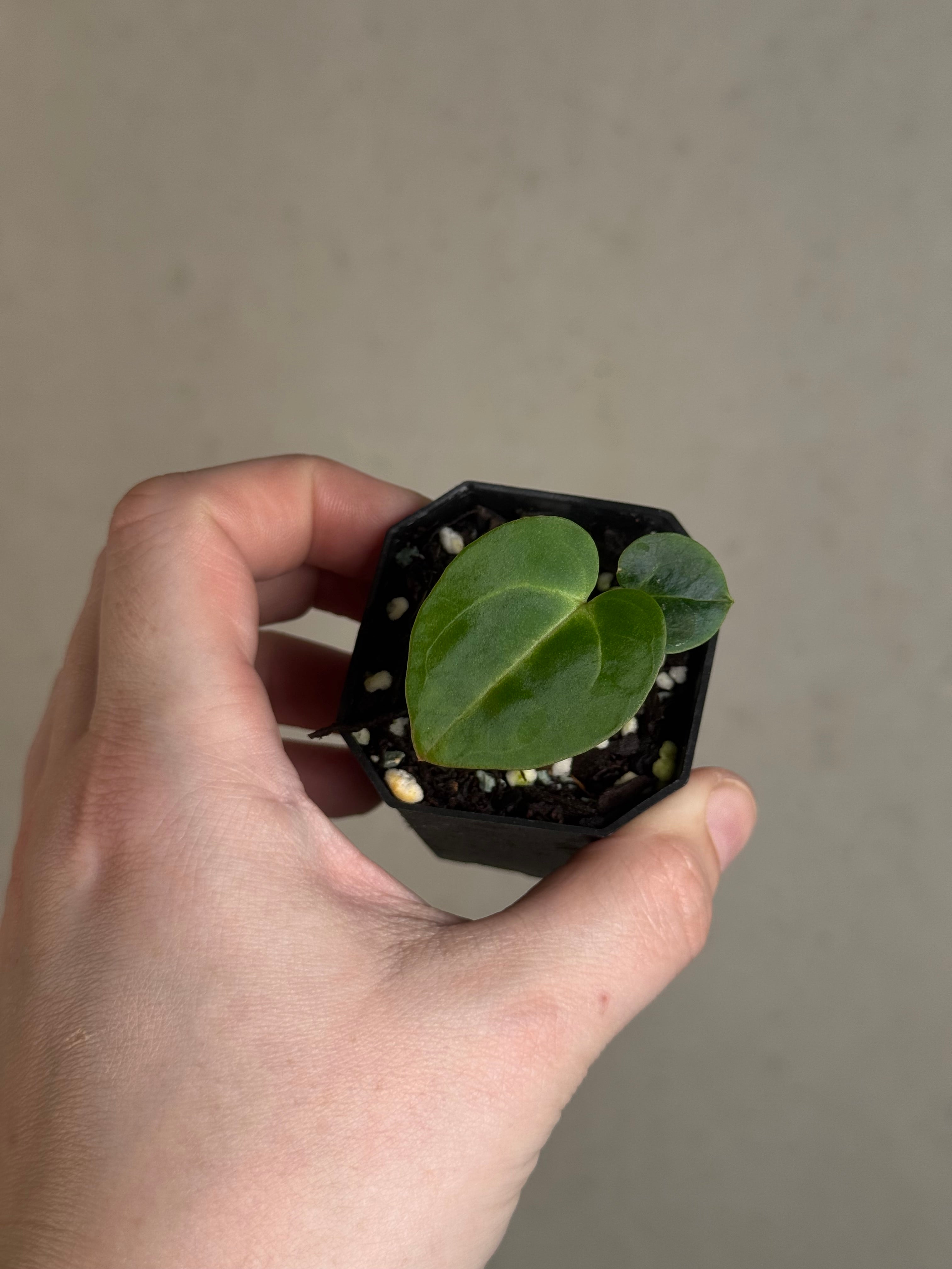 Anthurium Carlablackiae (RA5 x RA10) x ‘Carlita’