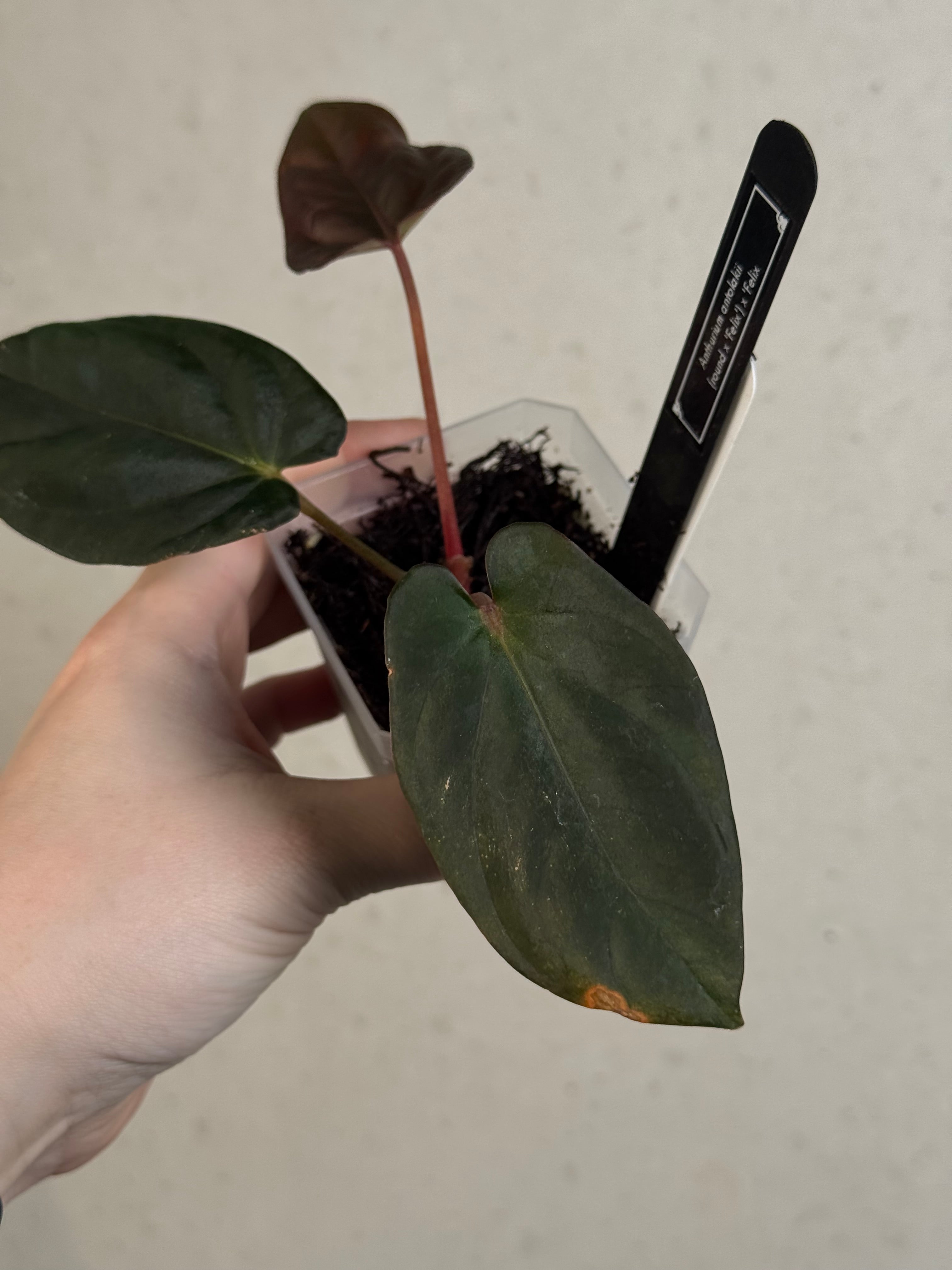 Anthurium BVEP ('Round' x 'Felix') x 'Felix' - Clone