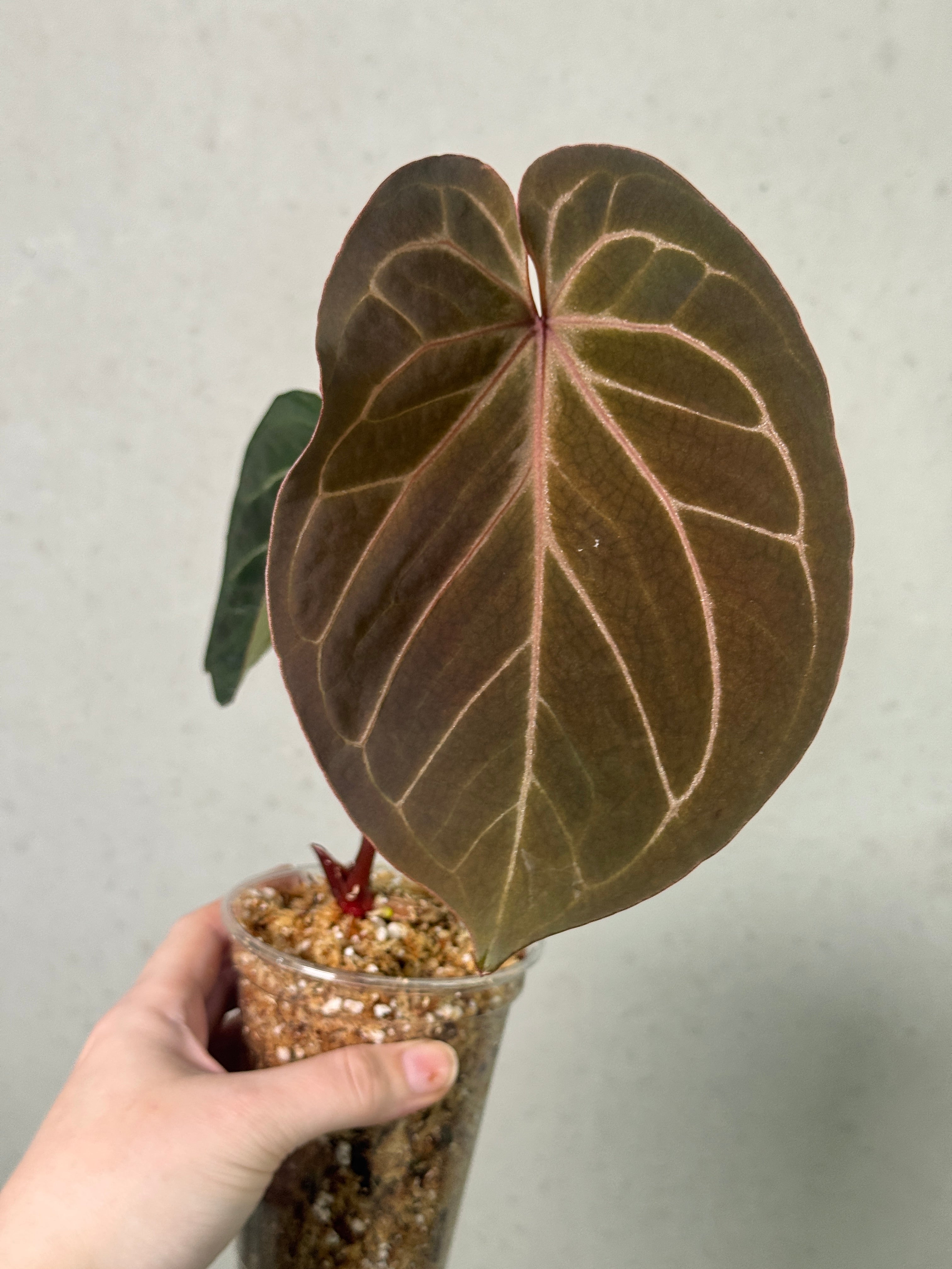 SMUKHI Anthurium HU clone plant with vibrant green leaves and glossy foliage, showcased in a natural indoor setting.