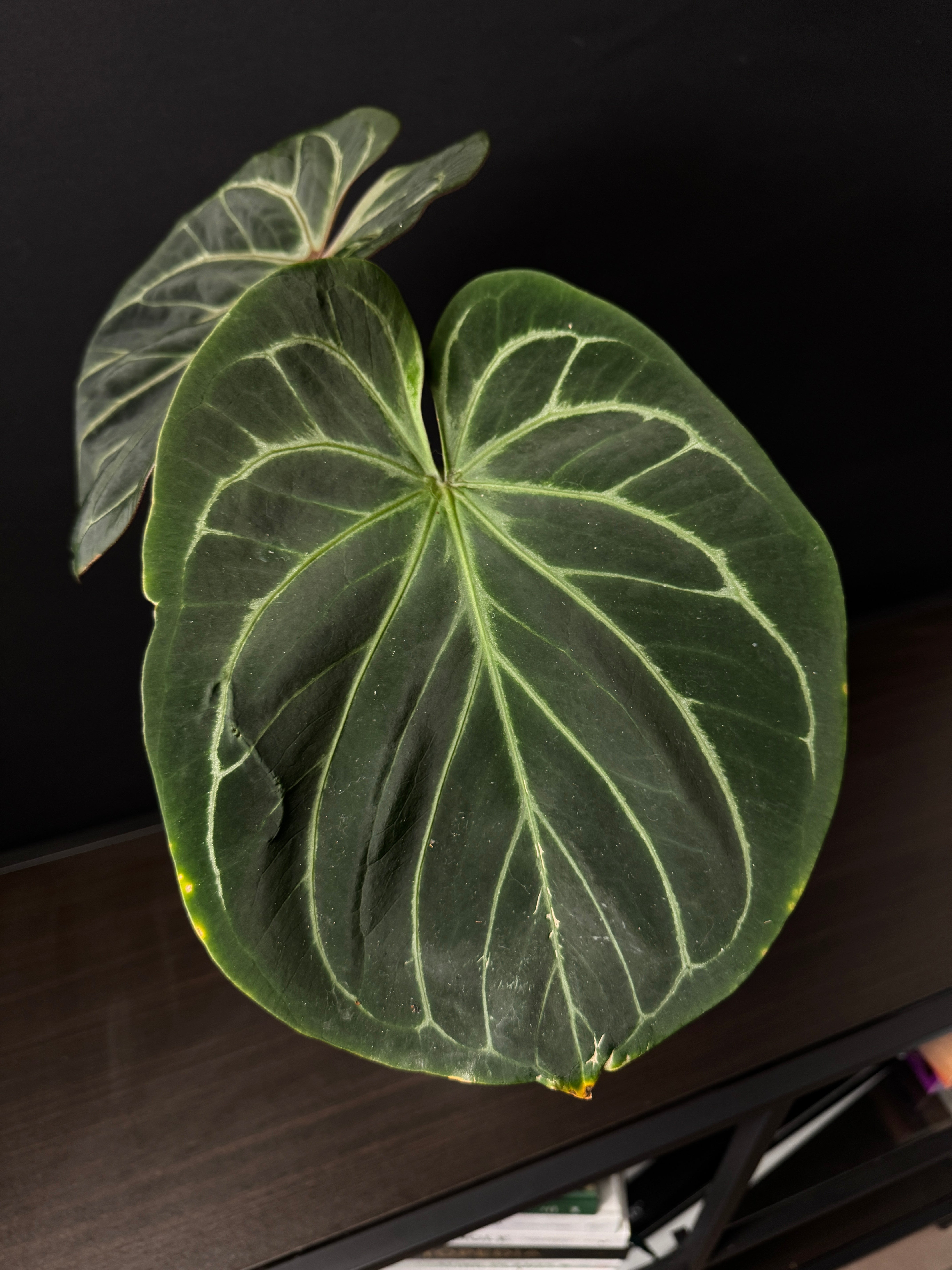 Anthurium King Of Spades / HU (Large)