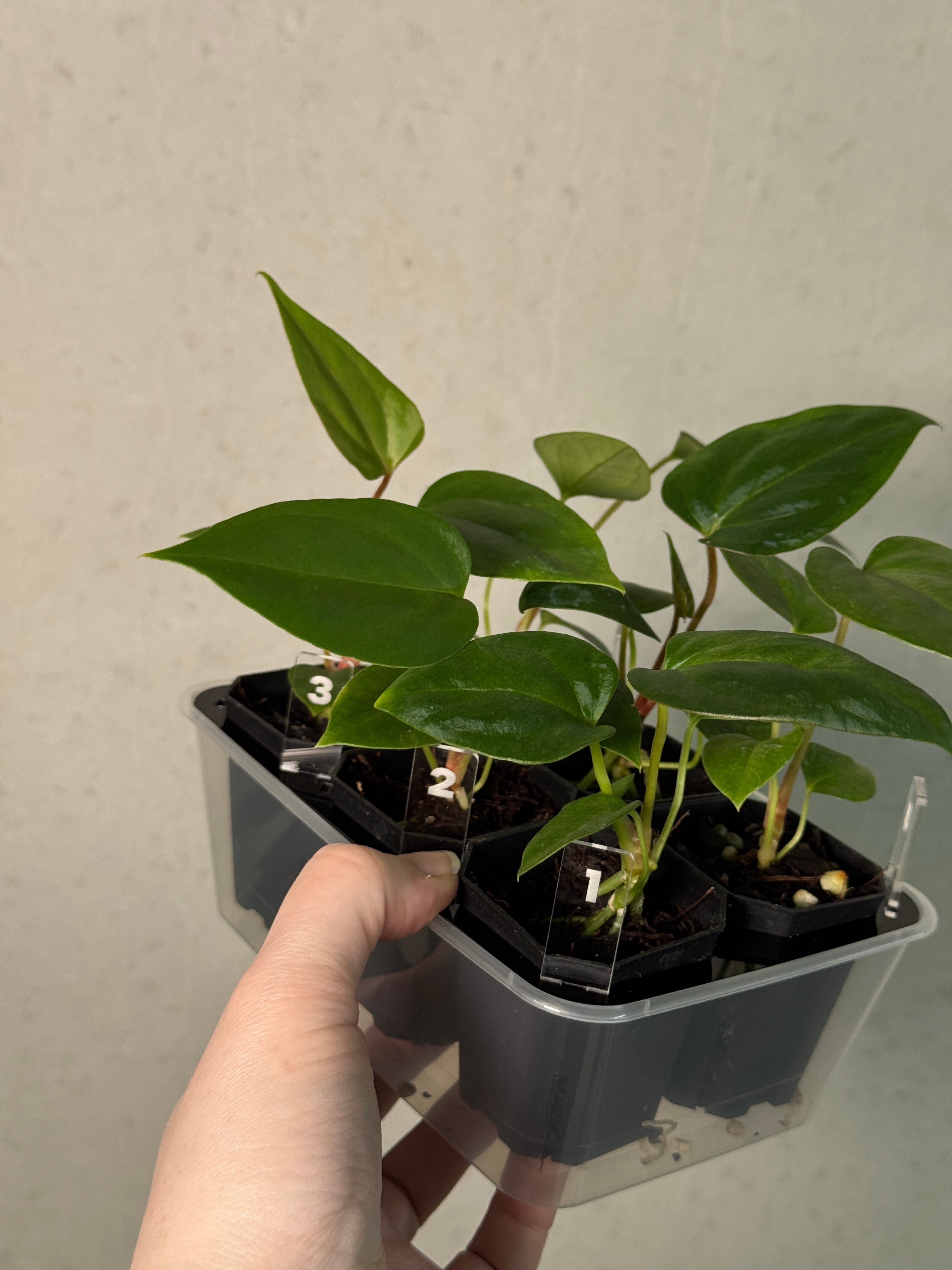 Anthurium (Papillilaminum 'Marie' x 'IL') x Indo Portillae or self