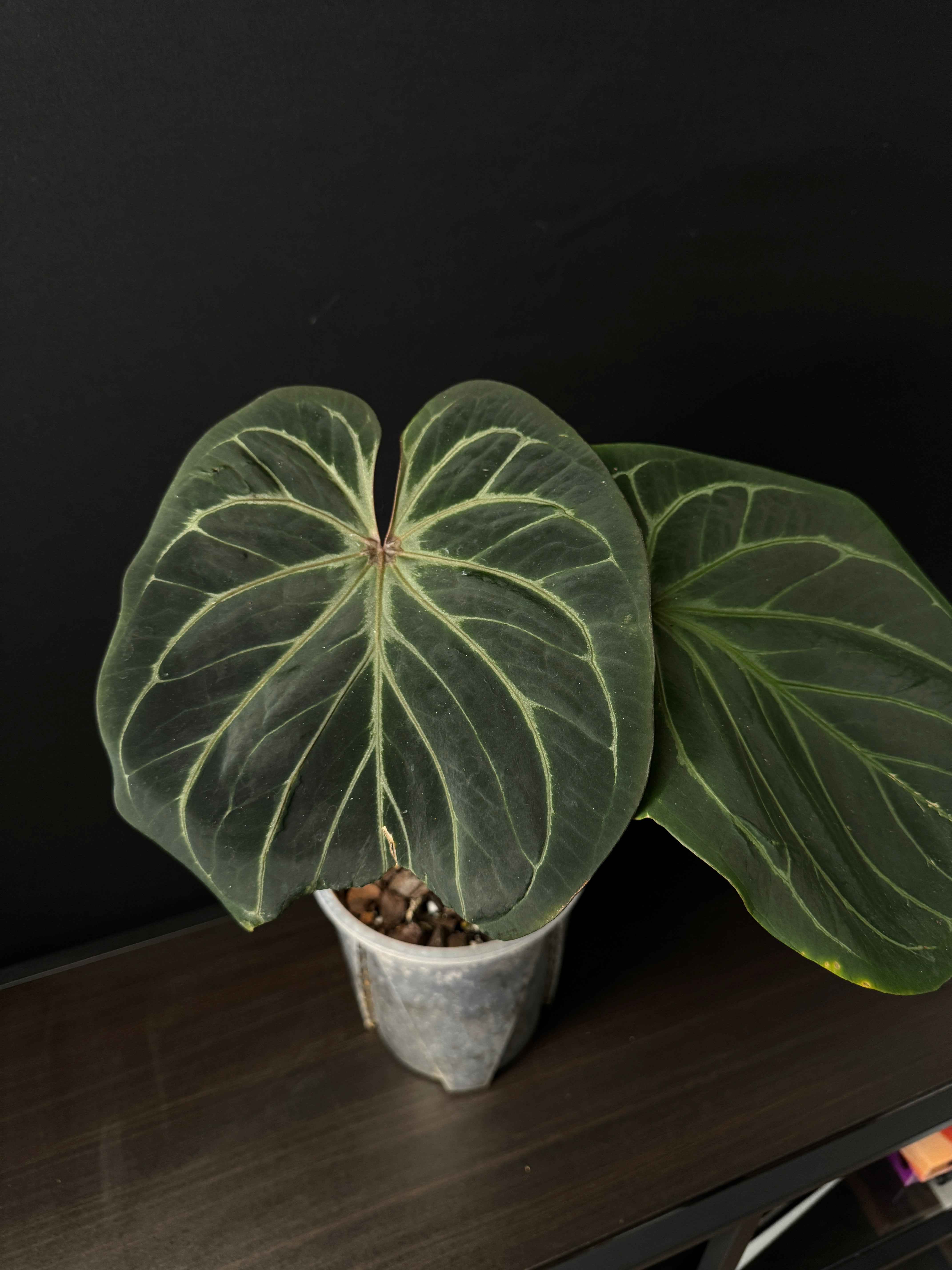 Anthurium King Of Spades / HU (Large)