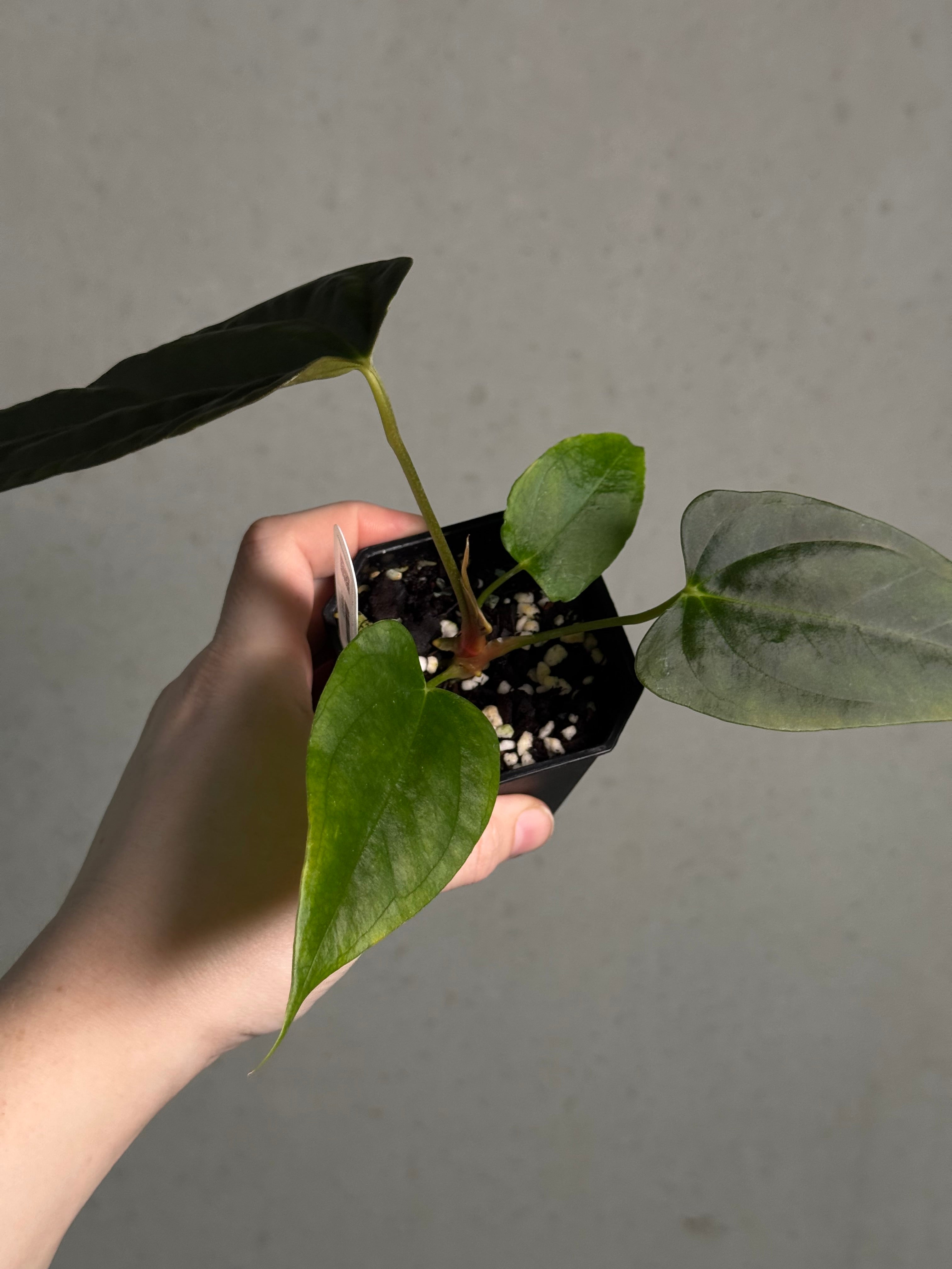 Anthurium Indo Portillae x self - SMUKHI