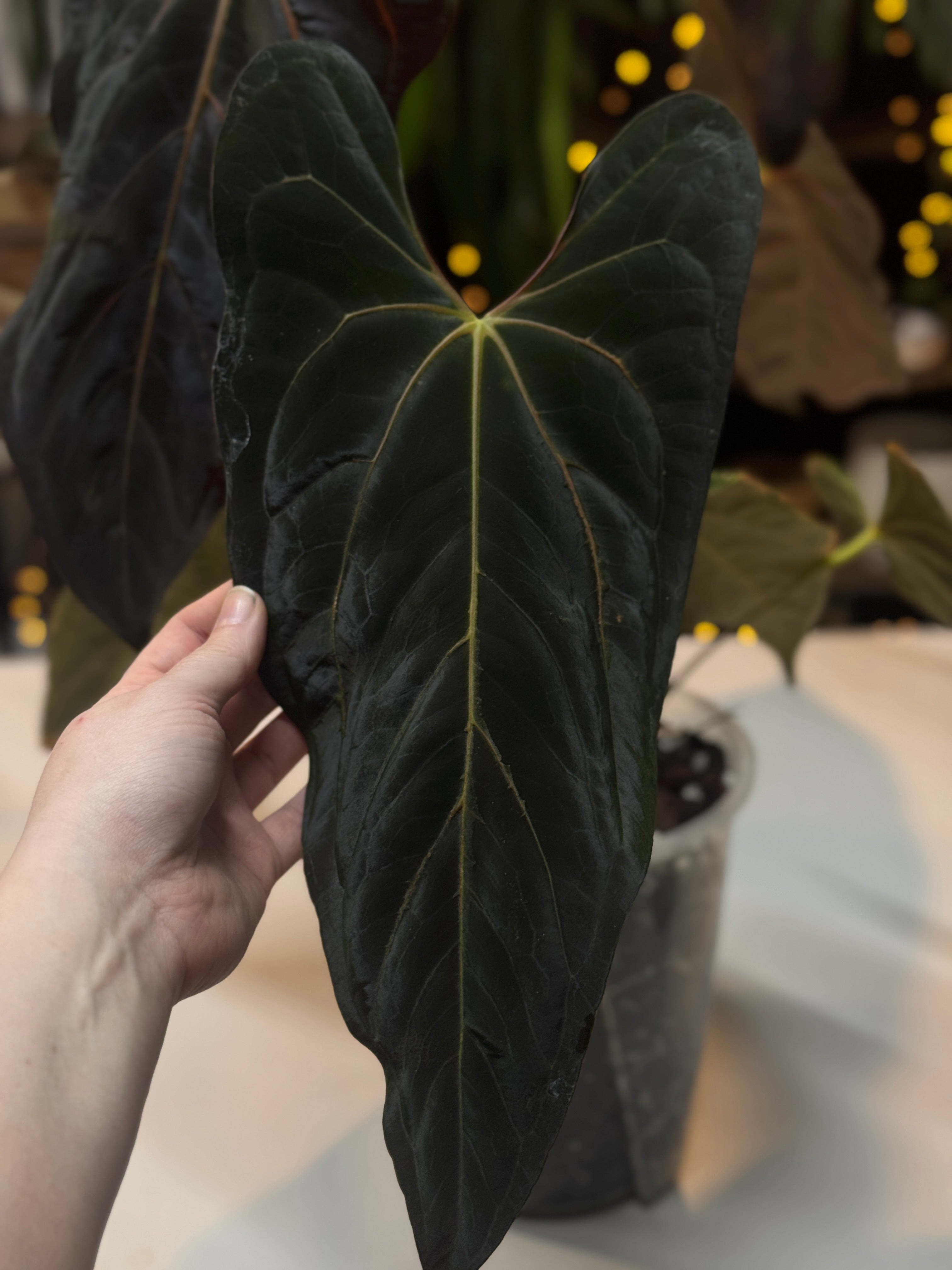 NFS: Anthurium Fort Sherman x 'Cobra'