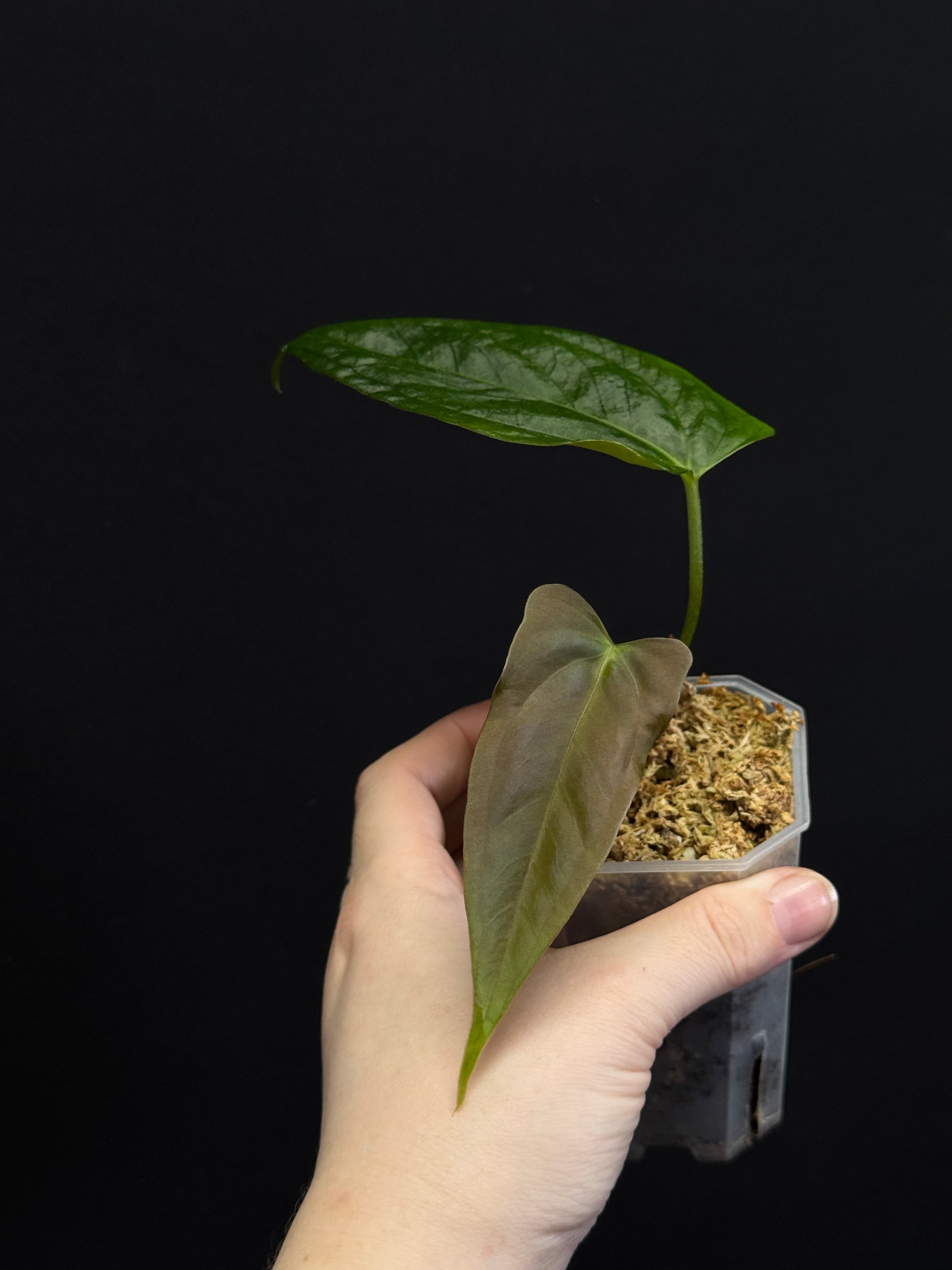 Anthurium (Subsignatum x Papillilaminum 'Marie') x FSxRL ‘Grim Reaper’