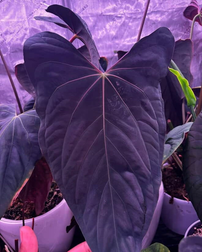 Anthurium Ralph Lynam x self