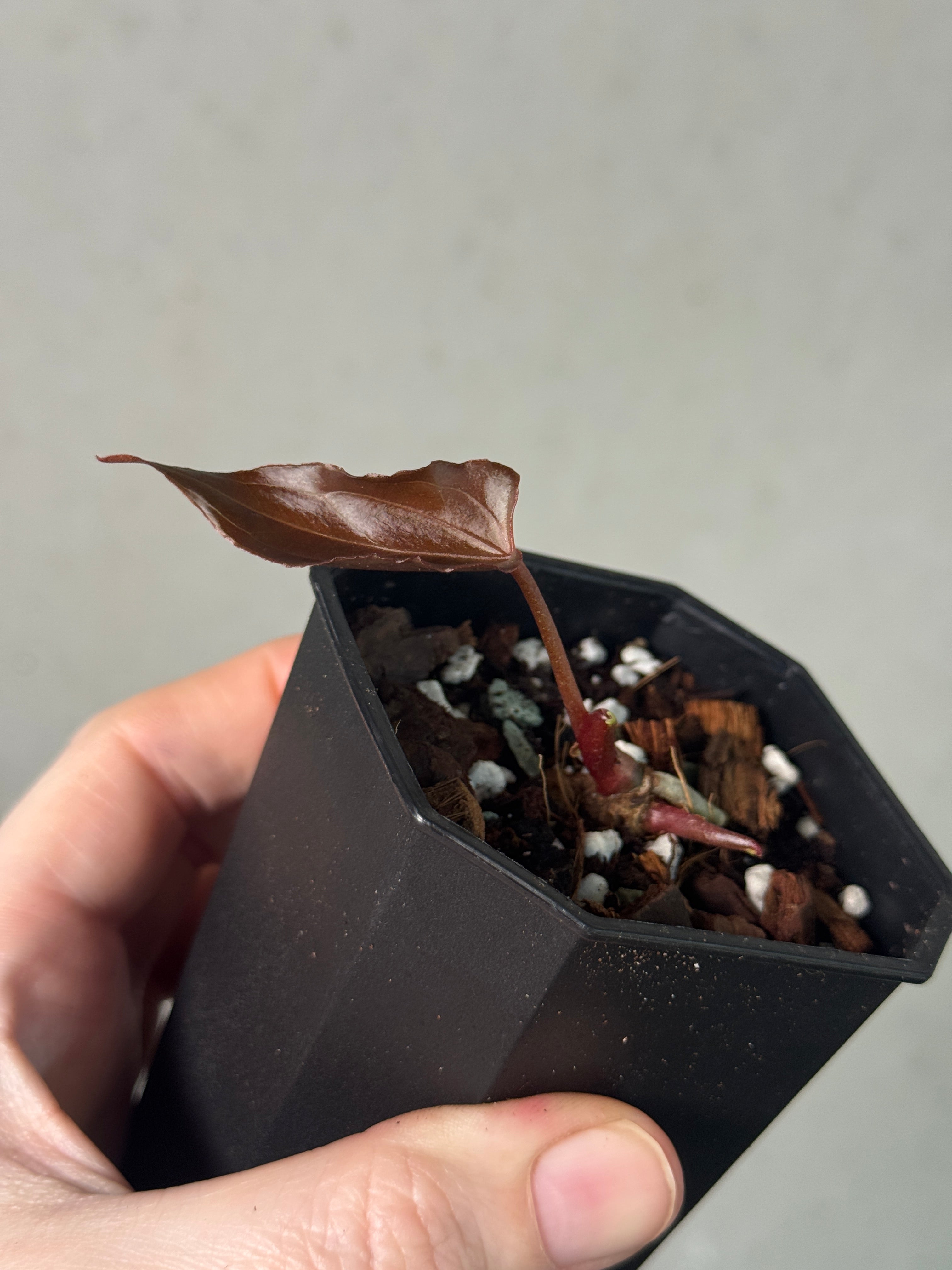 Anthurium HU 'Butterfly' - Clone