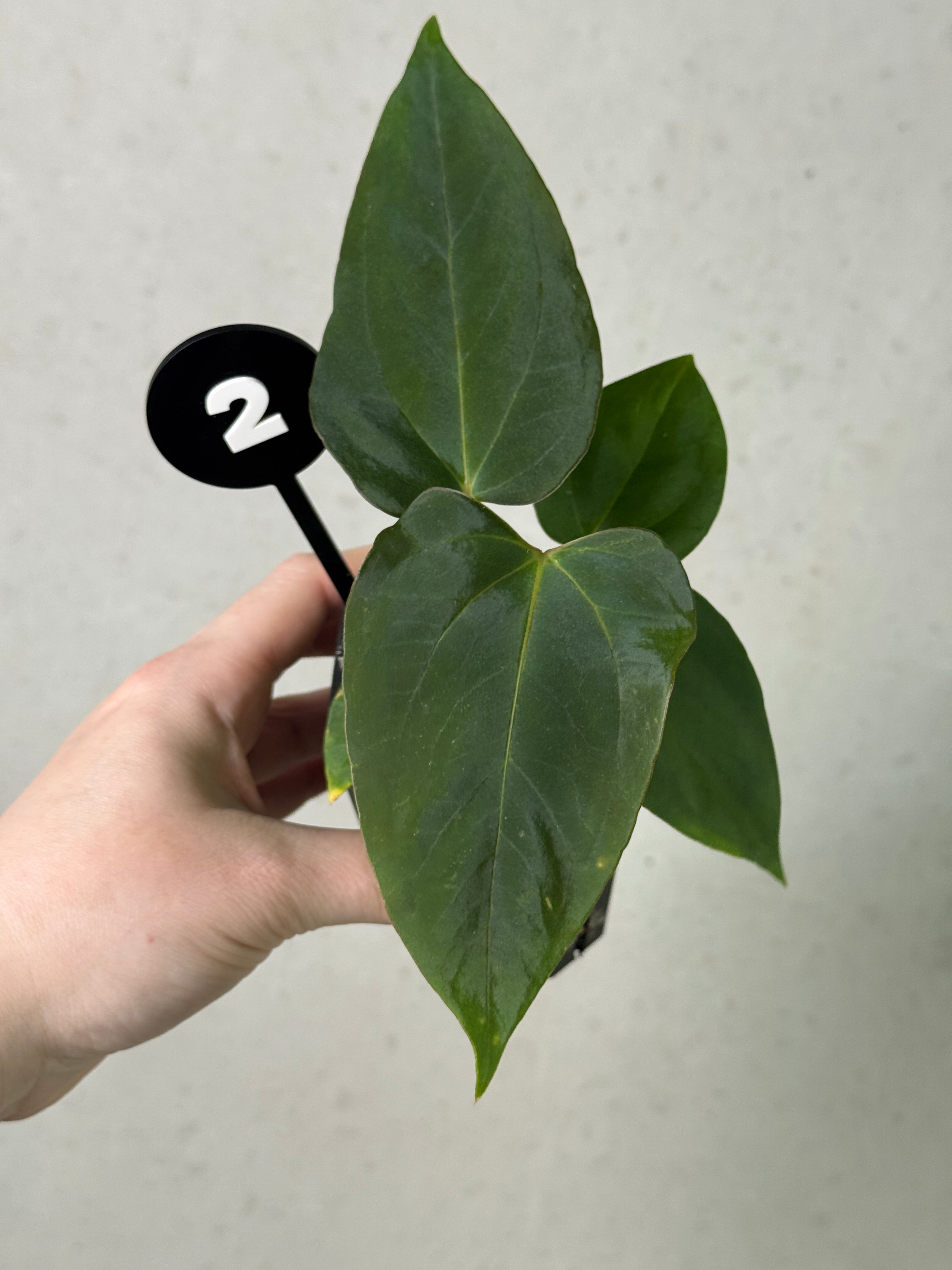 Anthurium (Papillilaminum 'Marie' x 'IL') x Indo Portillae or self