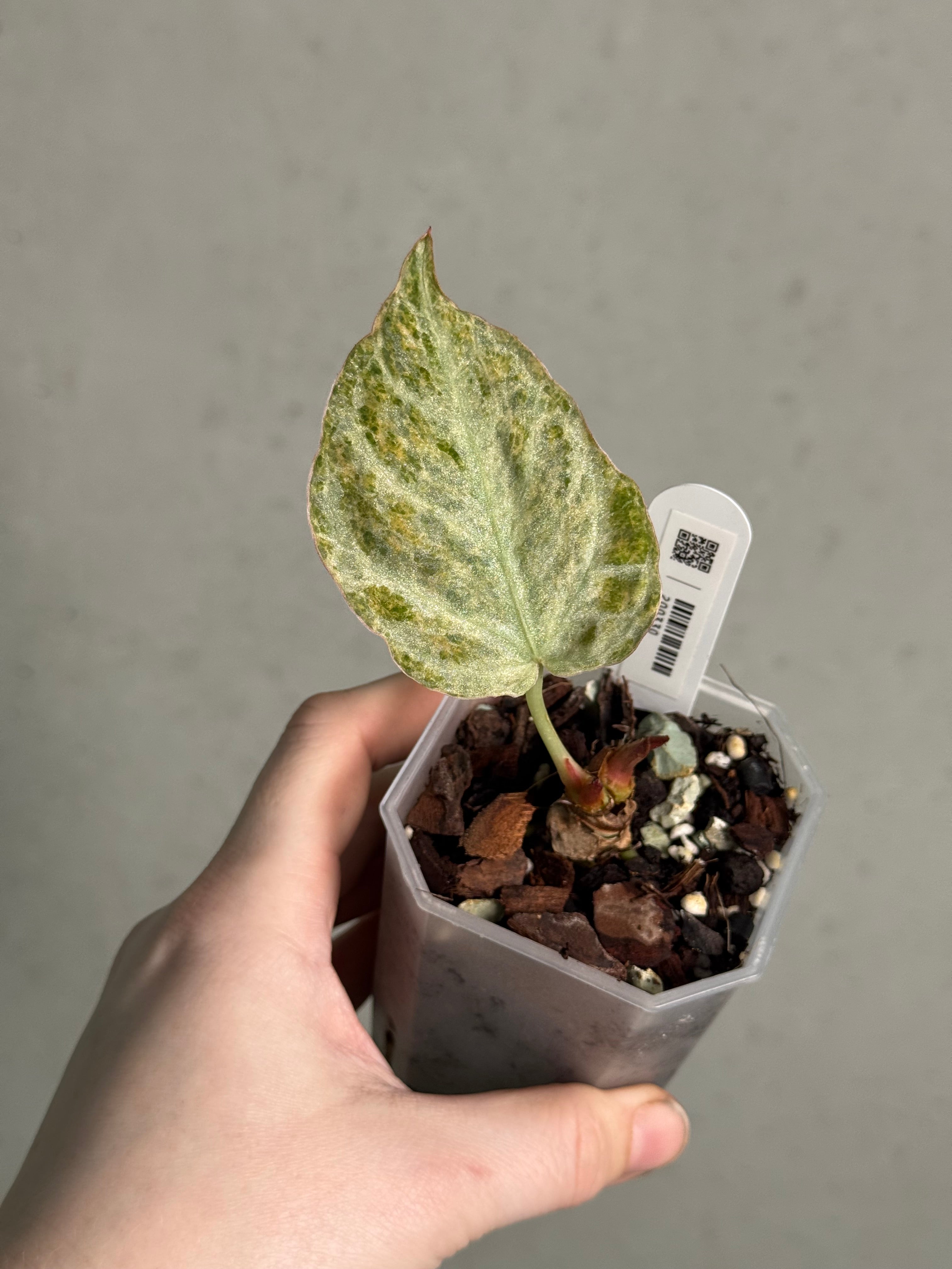 Anthurium ‘Silver Blush’ Mint / Blister Variegata - Clone - SMUKHI