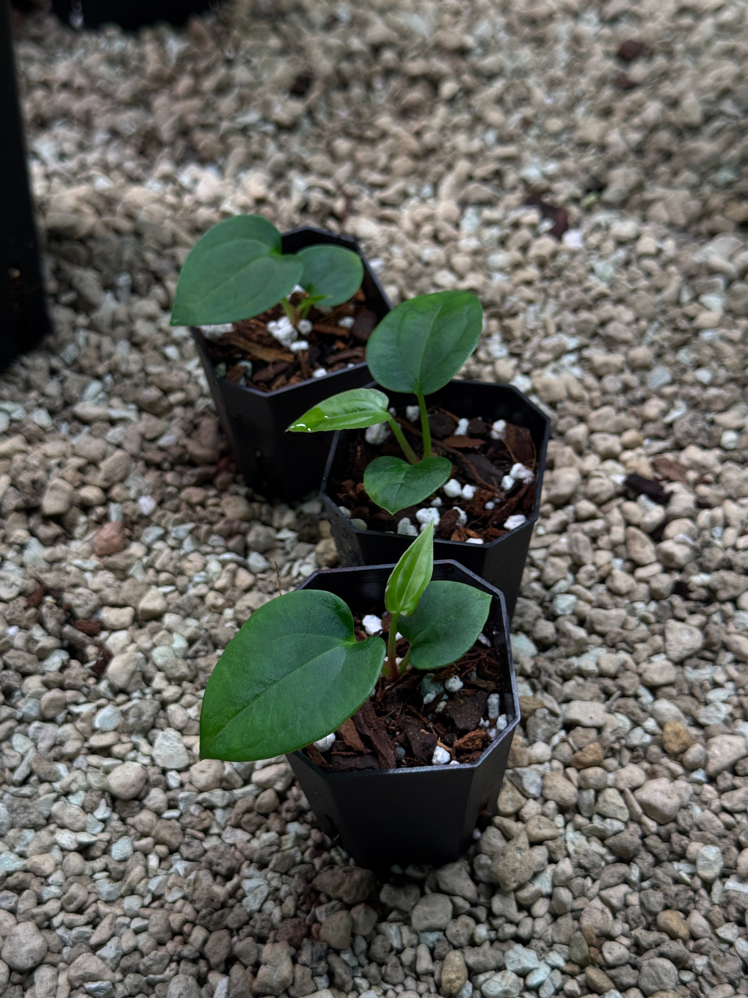 Anthurium Papillilaminum Ree Gardens x BVEP (‘Round’ x RA1)