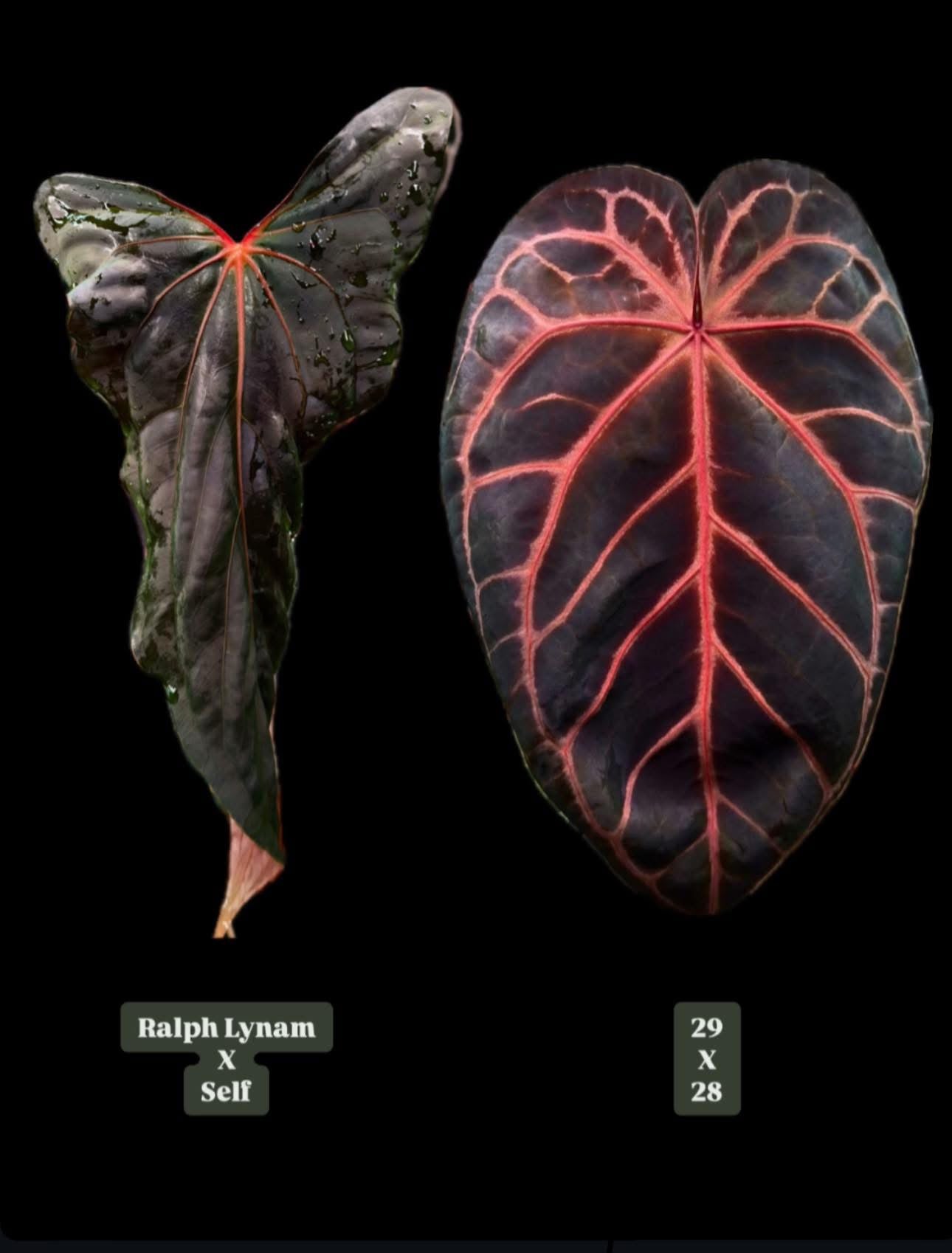 Anthurium (Ralph Lynam x self) x (Zara 29 x (Michelle x Zara 28))