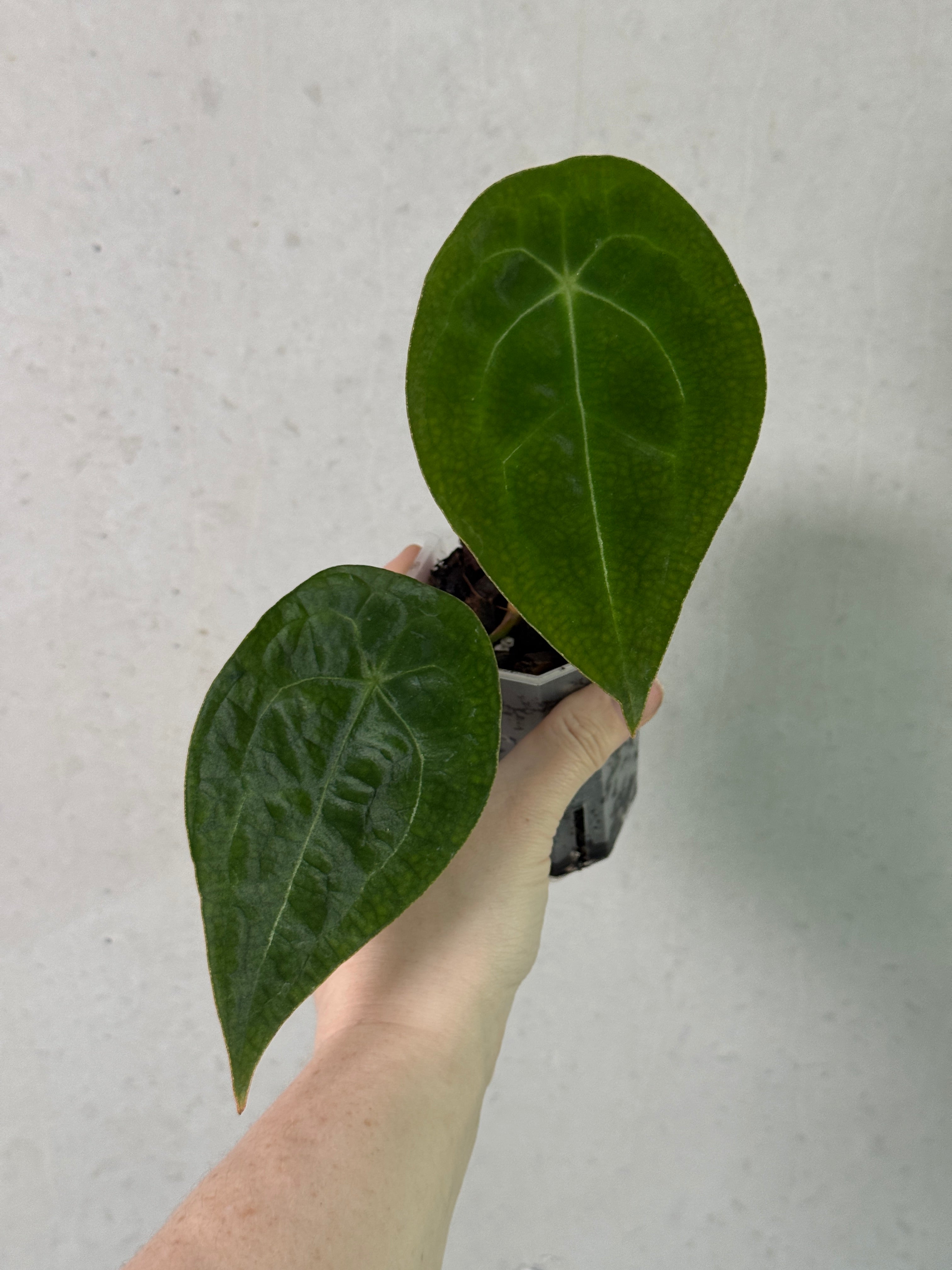 Close-up of a healthy Anthurium Forgetii plant clone by SMUKHI, showcasing glossy green leaves with distinctive white veins.
