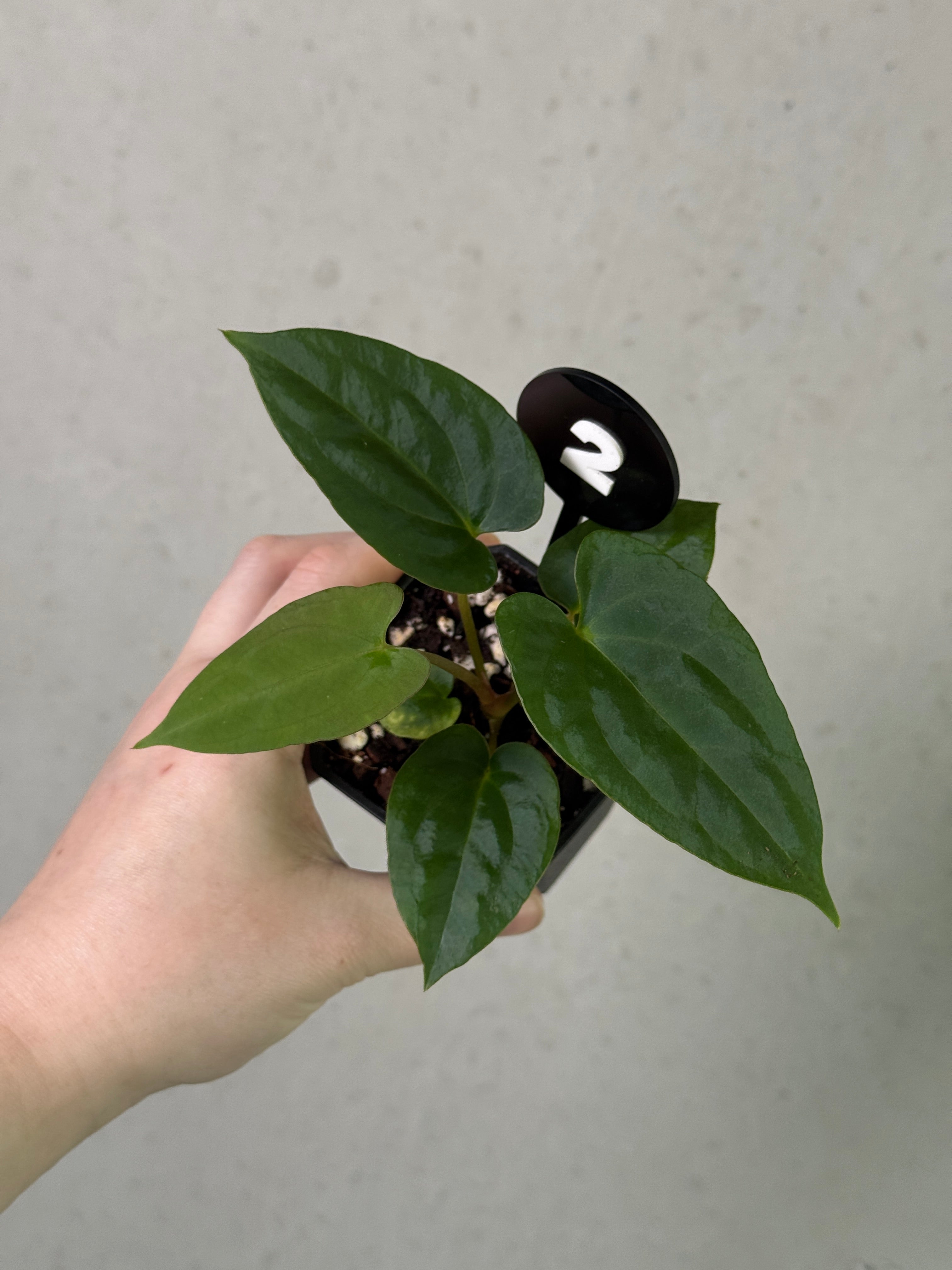 Crystallinaminum Anthurium 'Shadow Reaper' plant with dark green leaves and unique foliage, cultivated by Crystallinaminum.