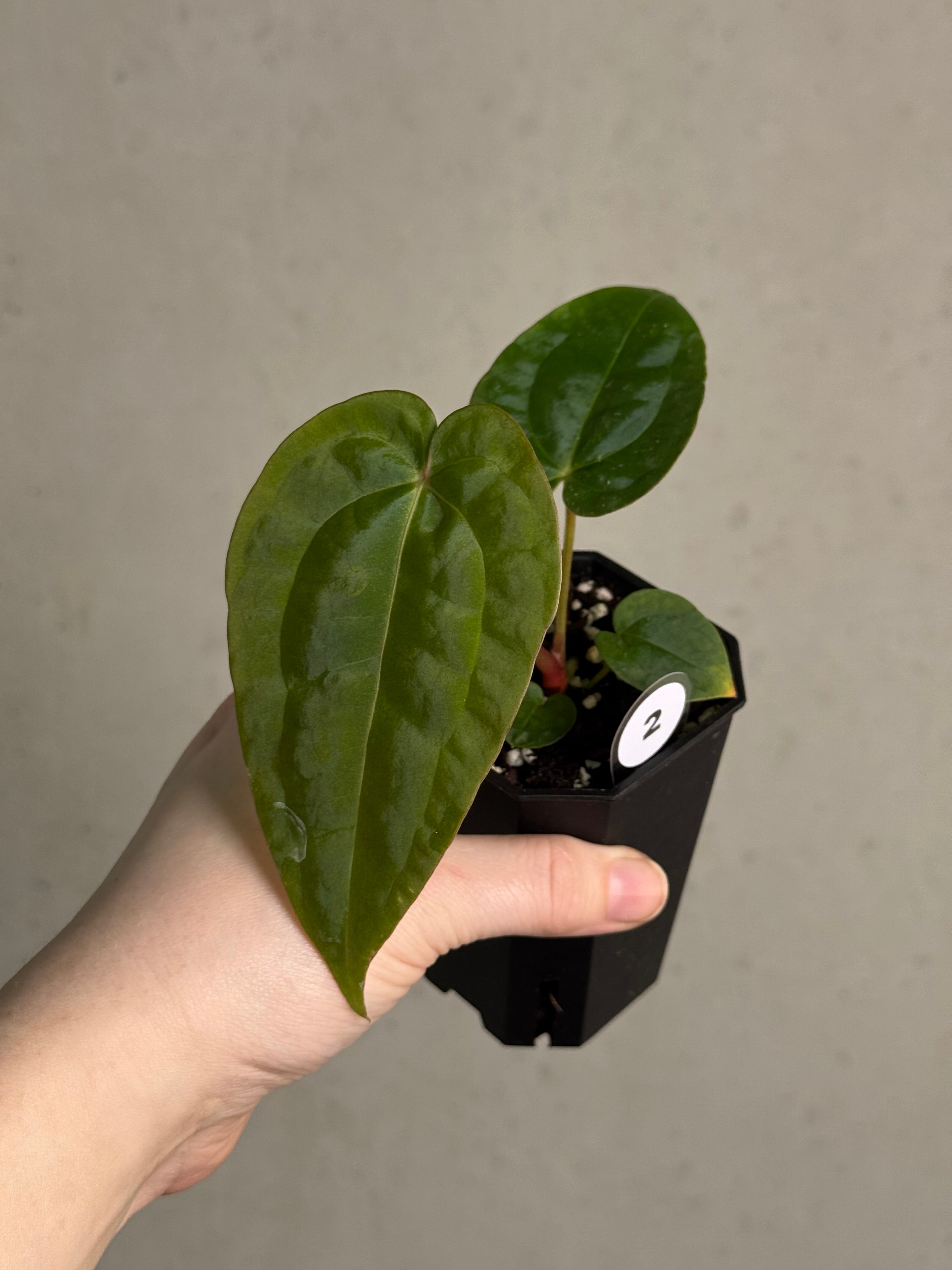 Anthurium Michelle x Papillilaminum ‘Guna Yala’ - SMUKHI