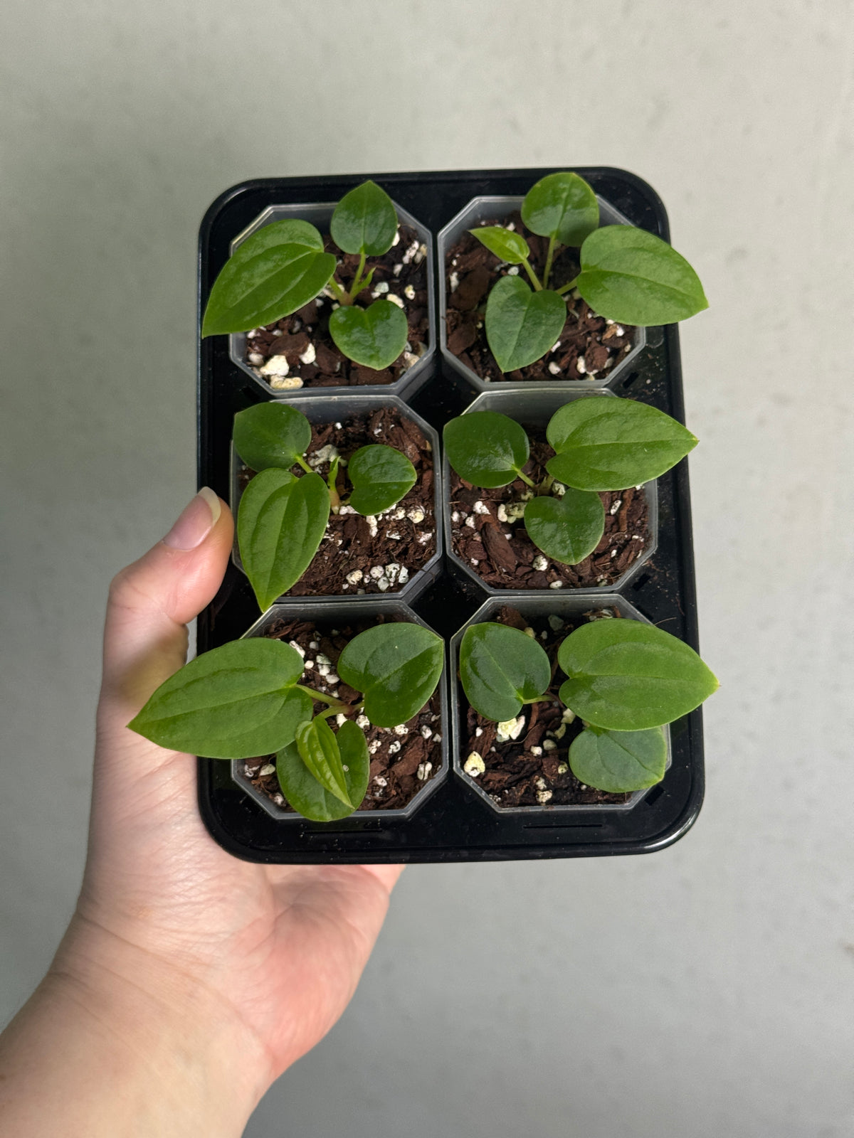 SMUKHI Anthurium plant (Kunayalense x BVEP RA1) x BVEP RA1 with glossy green leaves and vibrant red flowers.