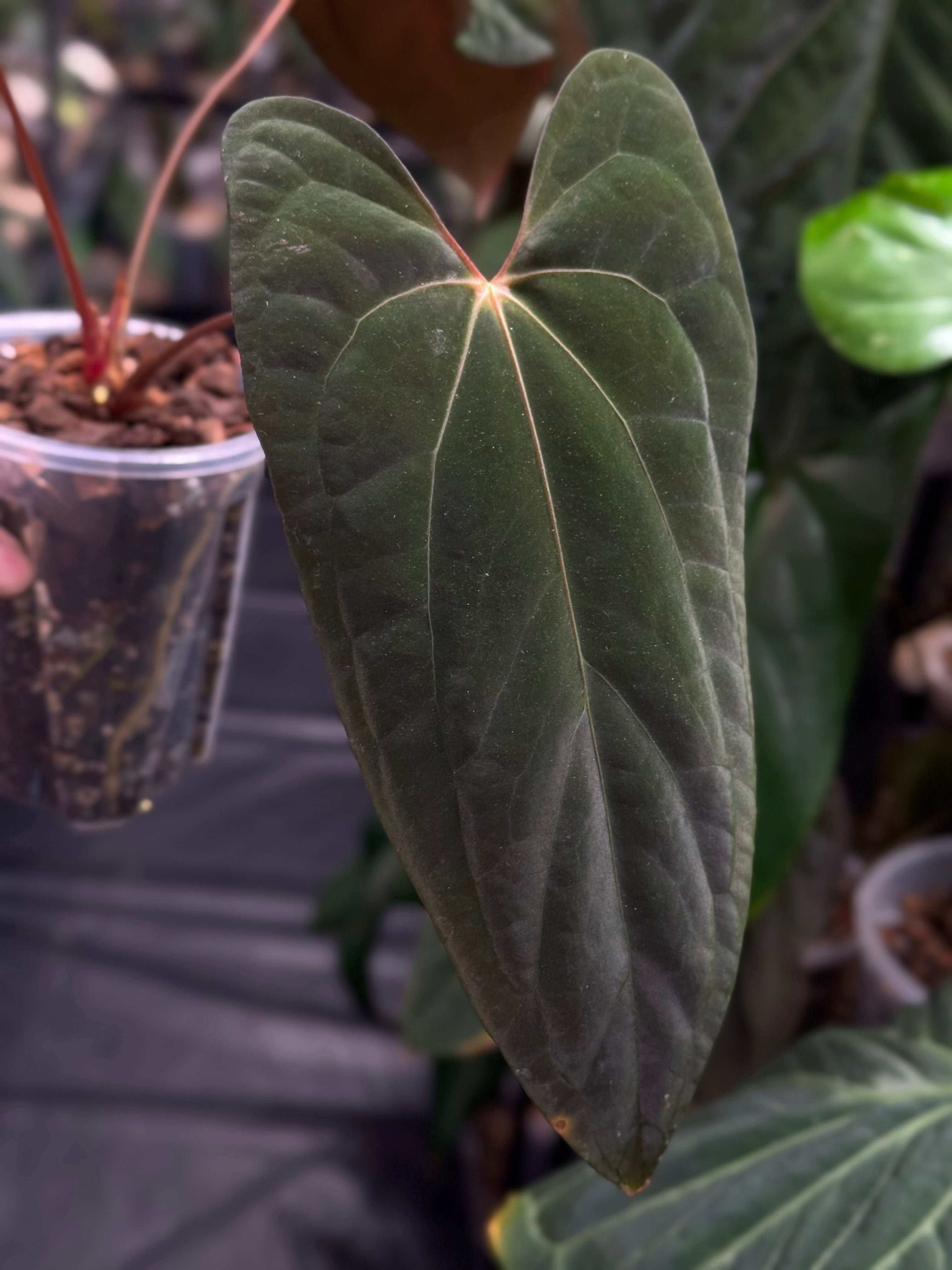 Anthurium Fort Sherman x Red Vein Dark Phoenix