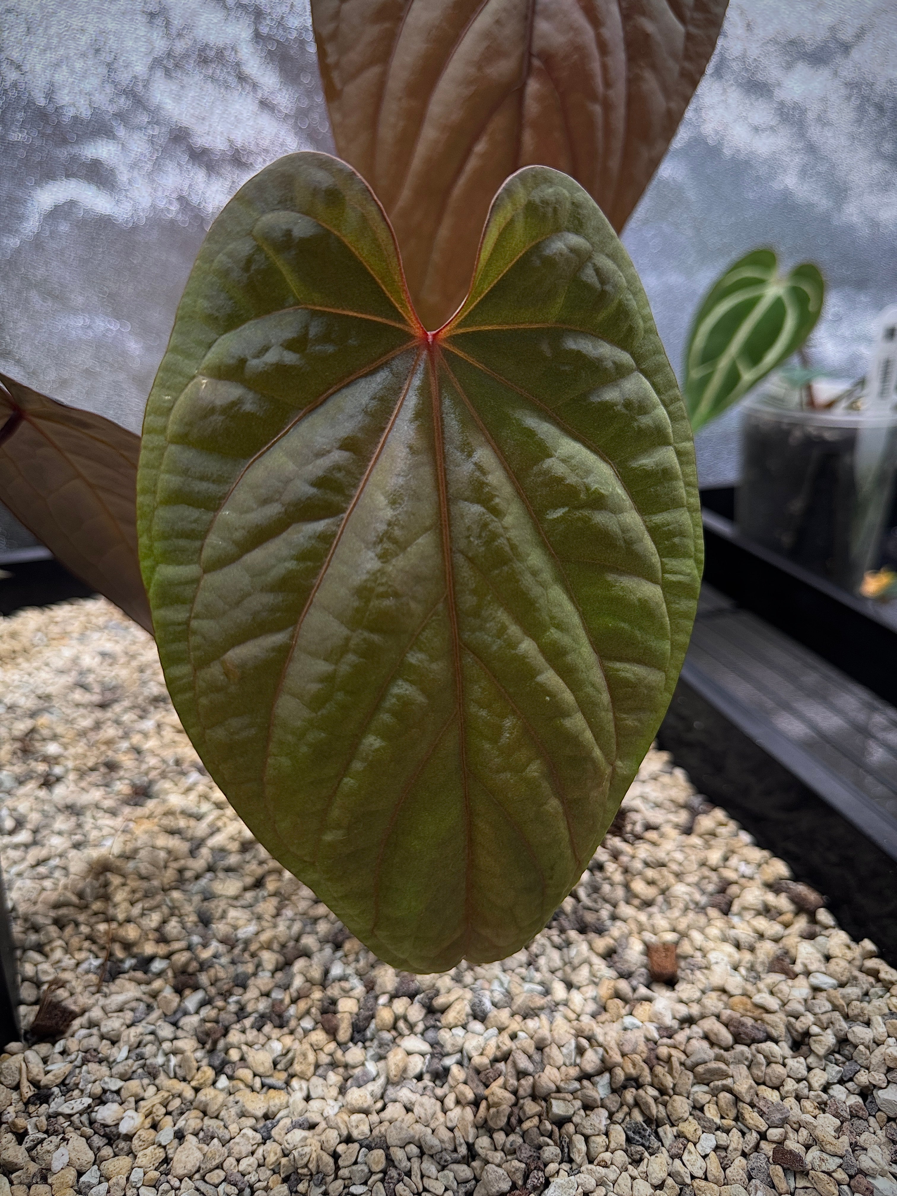 NFS: Anthurium Kunayalense x RVDP - Rare Finds for Refined