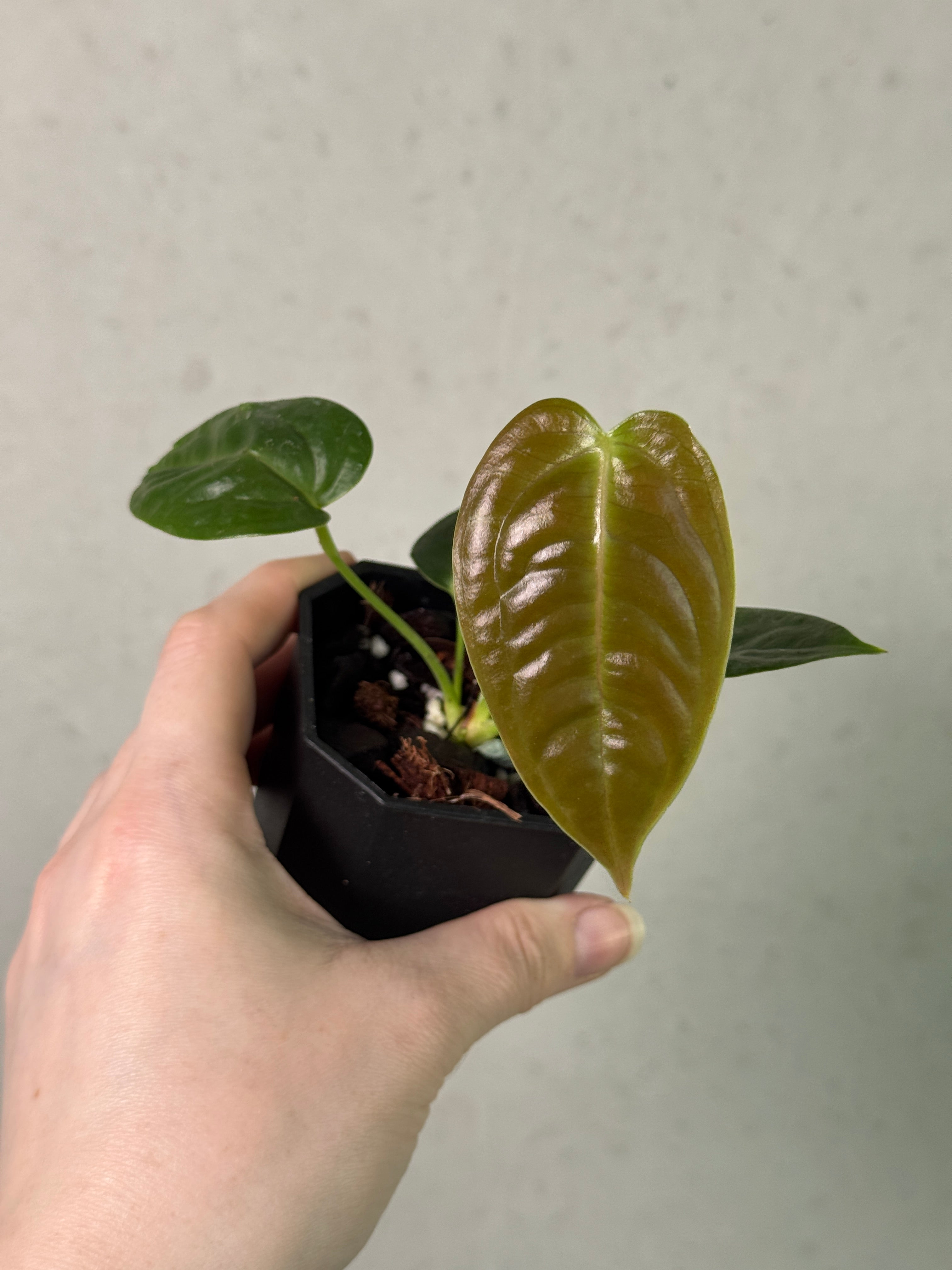 Anthurium Veitchii