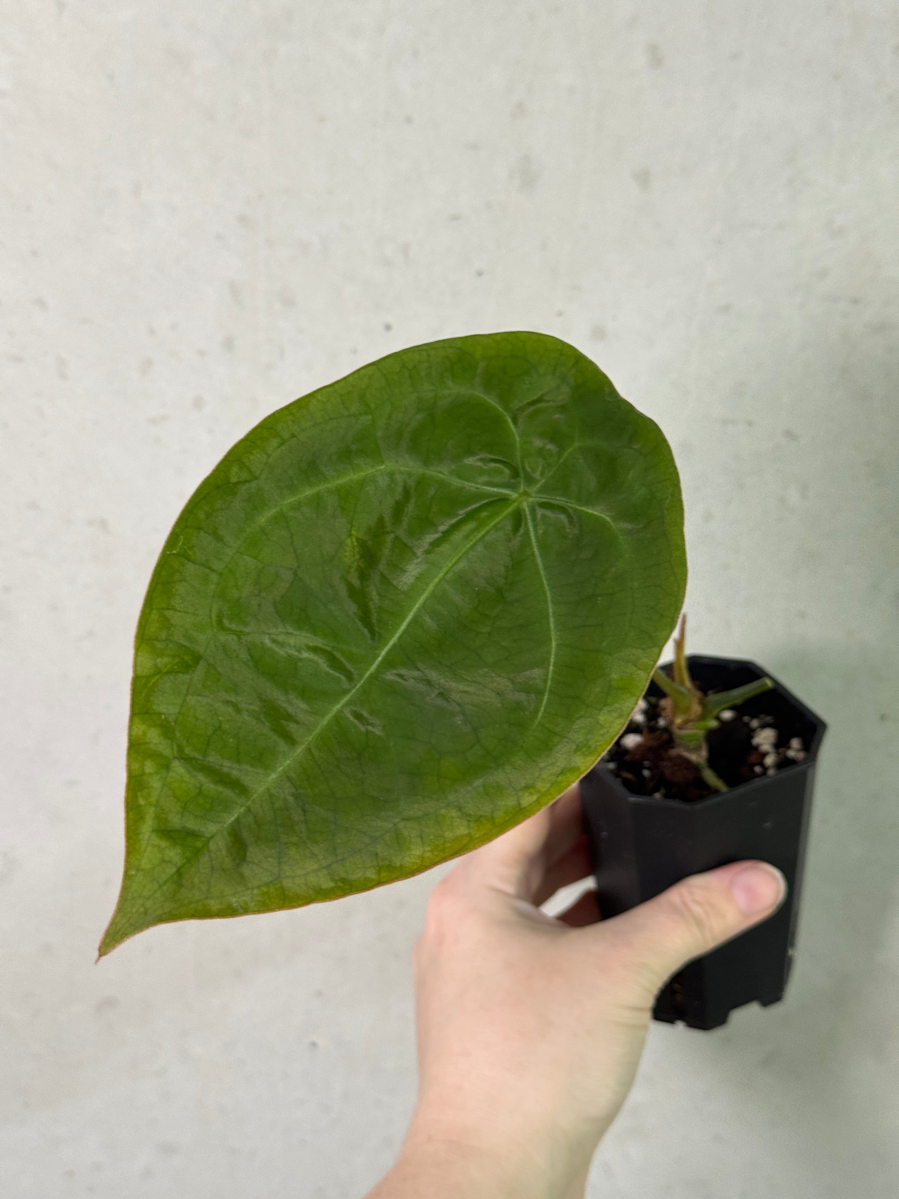 SMUKHI Anthurium plant with glossy green leaves and vibrant red flowers, showcasing a healthy, lush tropical houseplant.