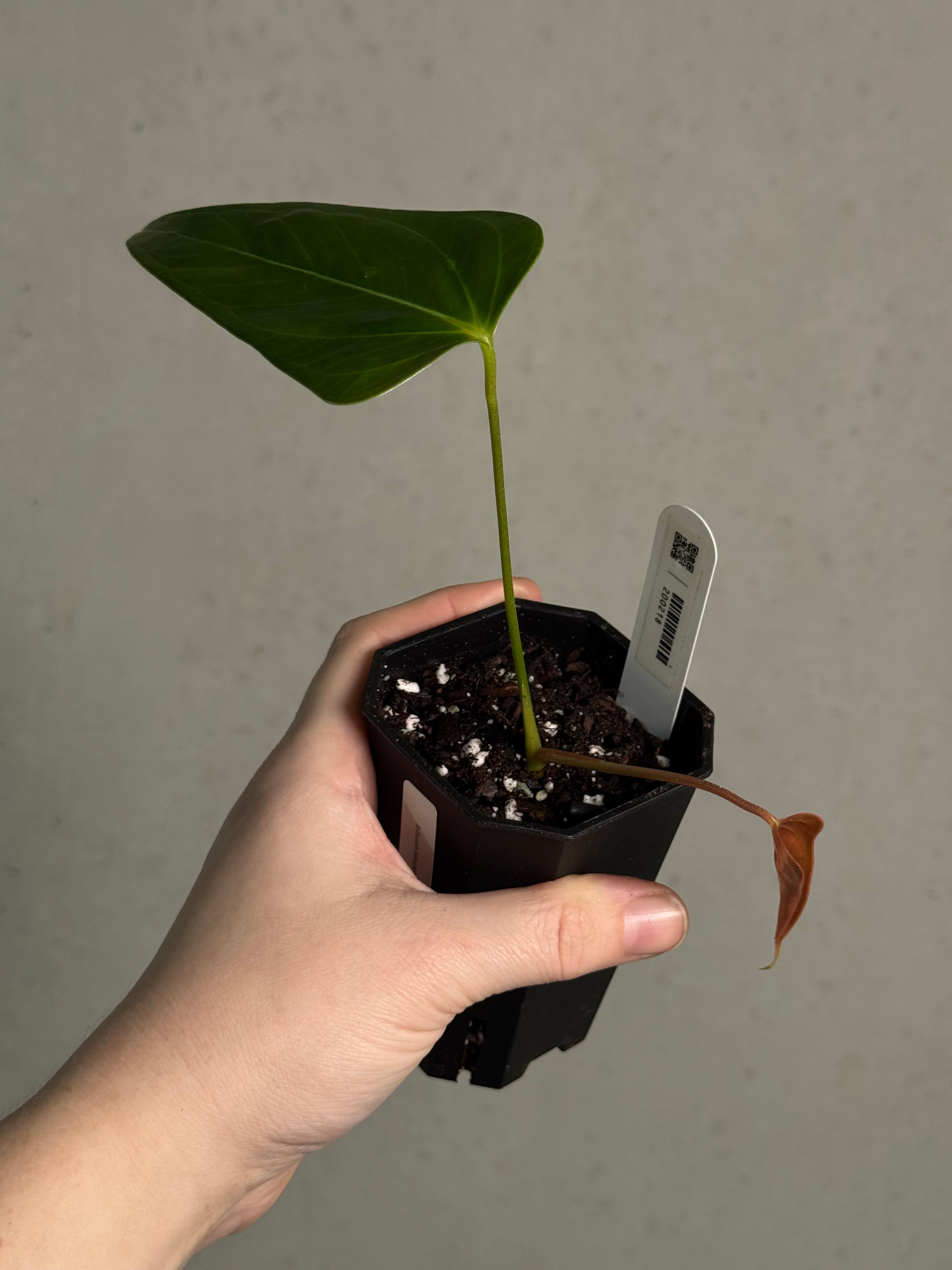 Anthurium Subsignatum - Clone - SMUKHI