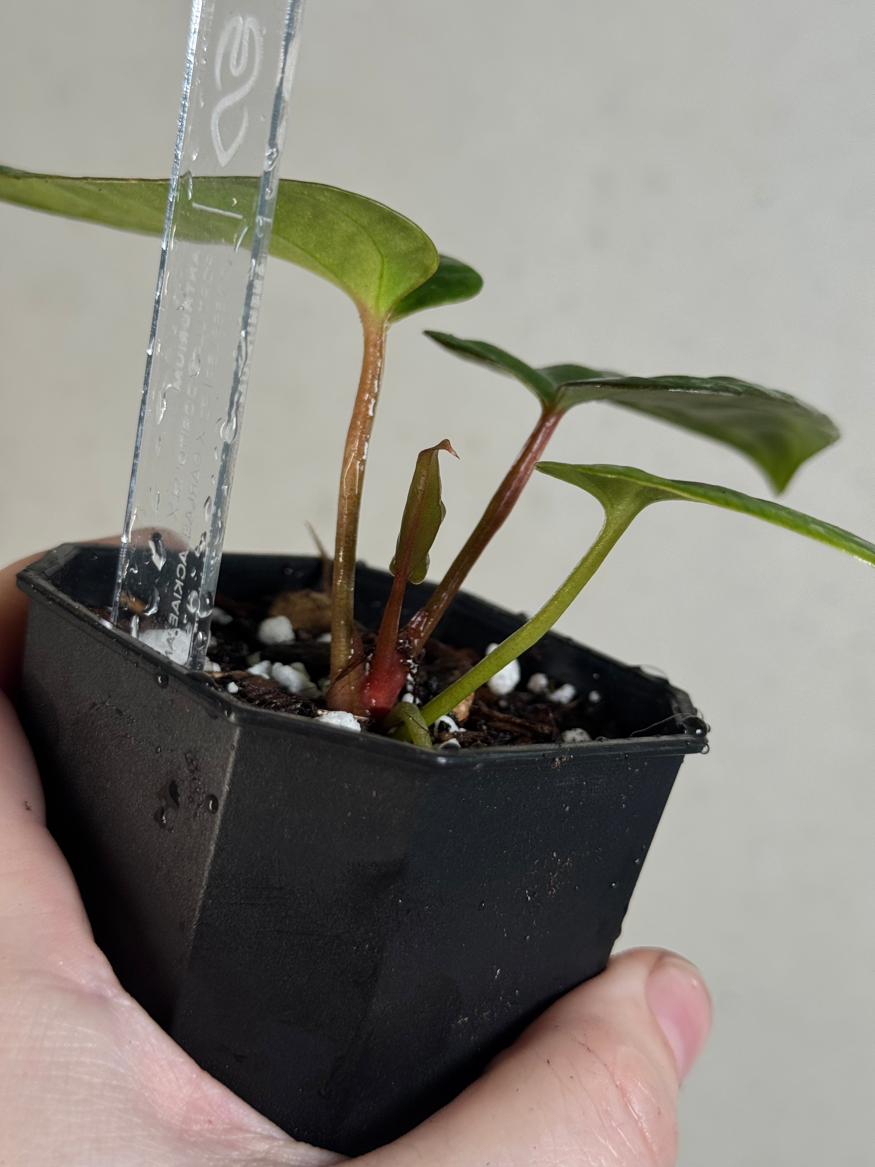 Anthurium Portillae 'Dorito' S1 x (Dressleri F2 x Carlablackiae 'Amanda')