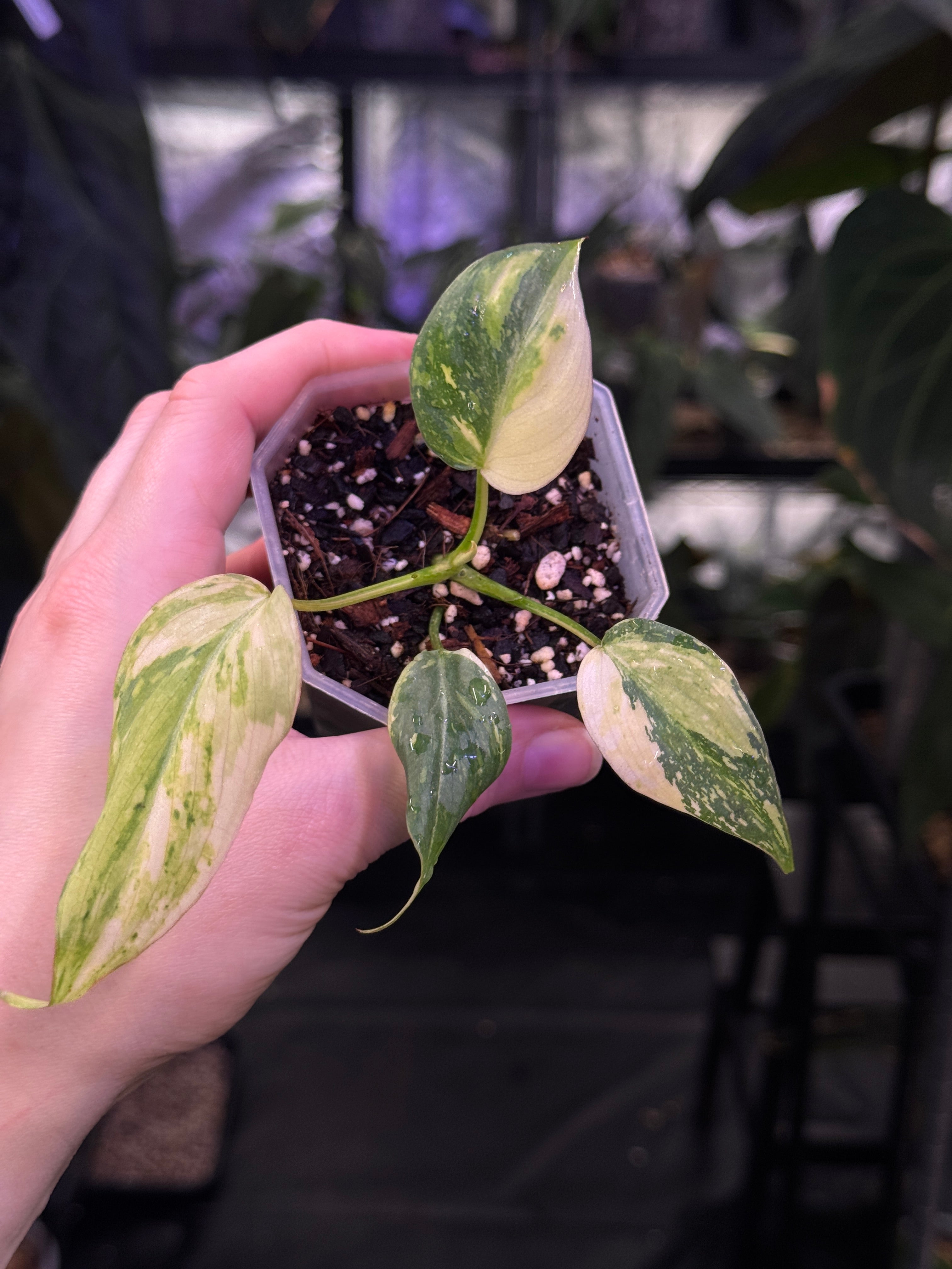 Philodendron Gloriosum Tricolor