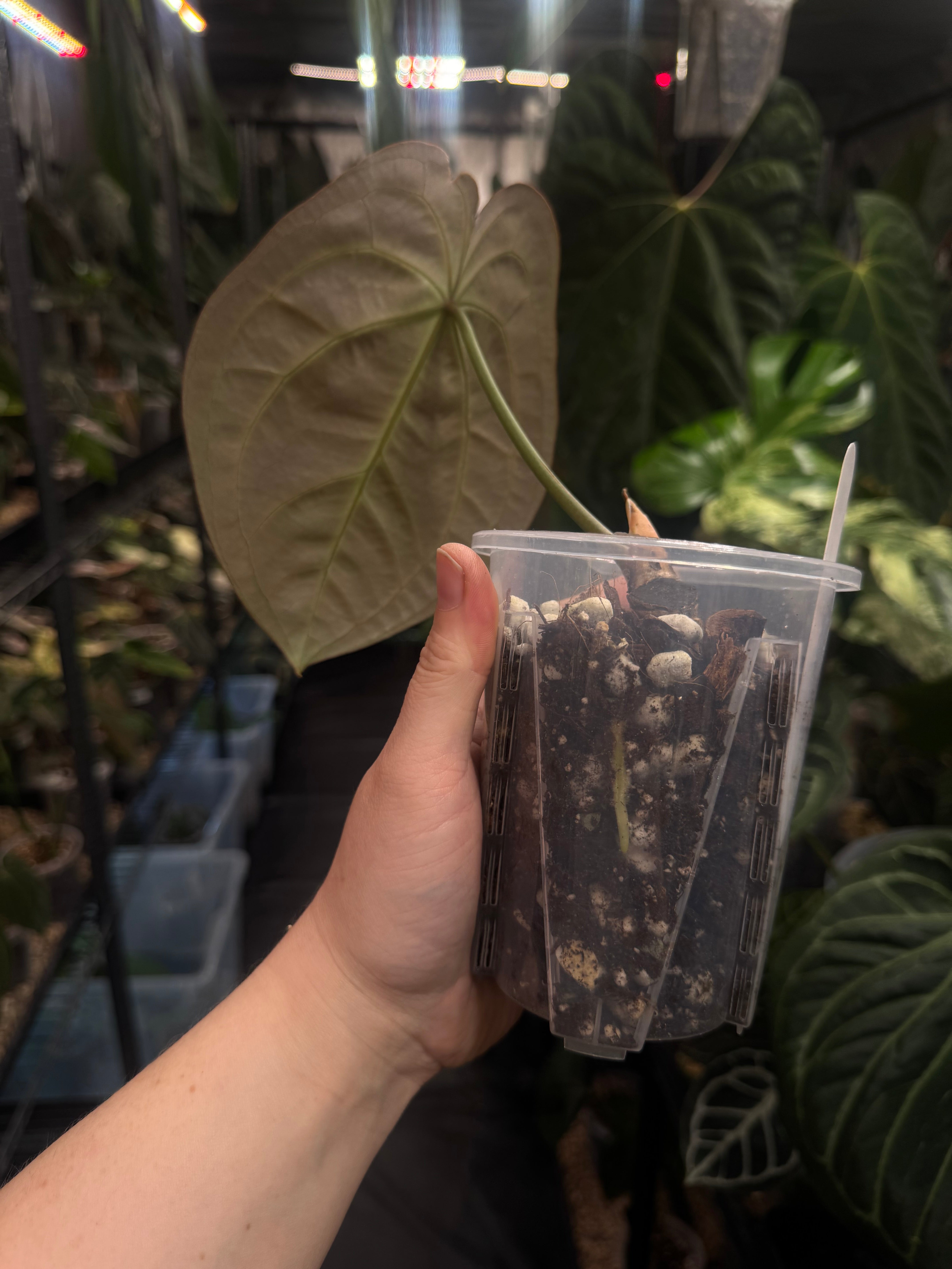 Anthurium Forgetii x Besseae aff