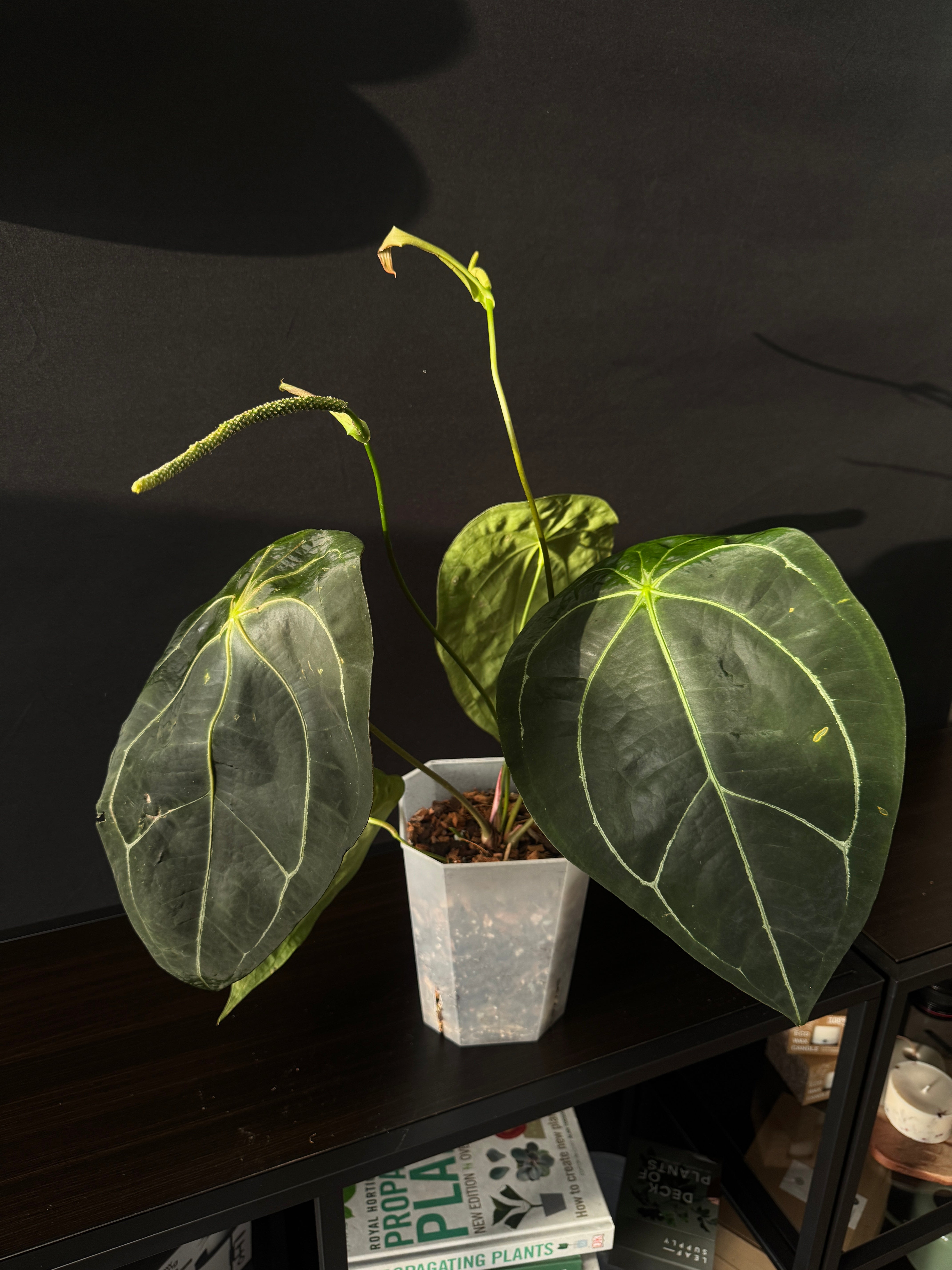 Anthurium Forgetii x (hybrid)