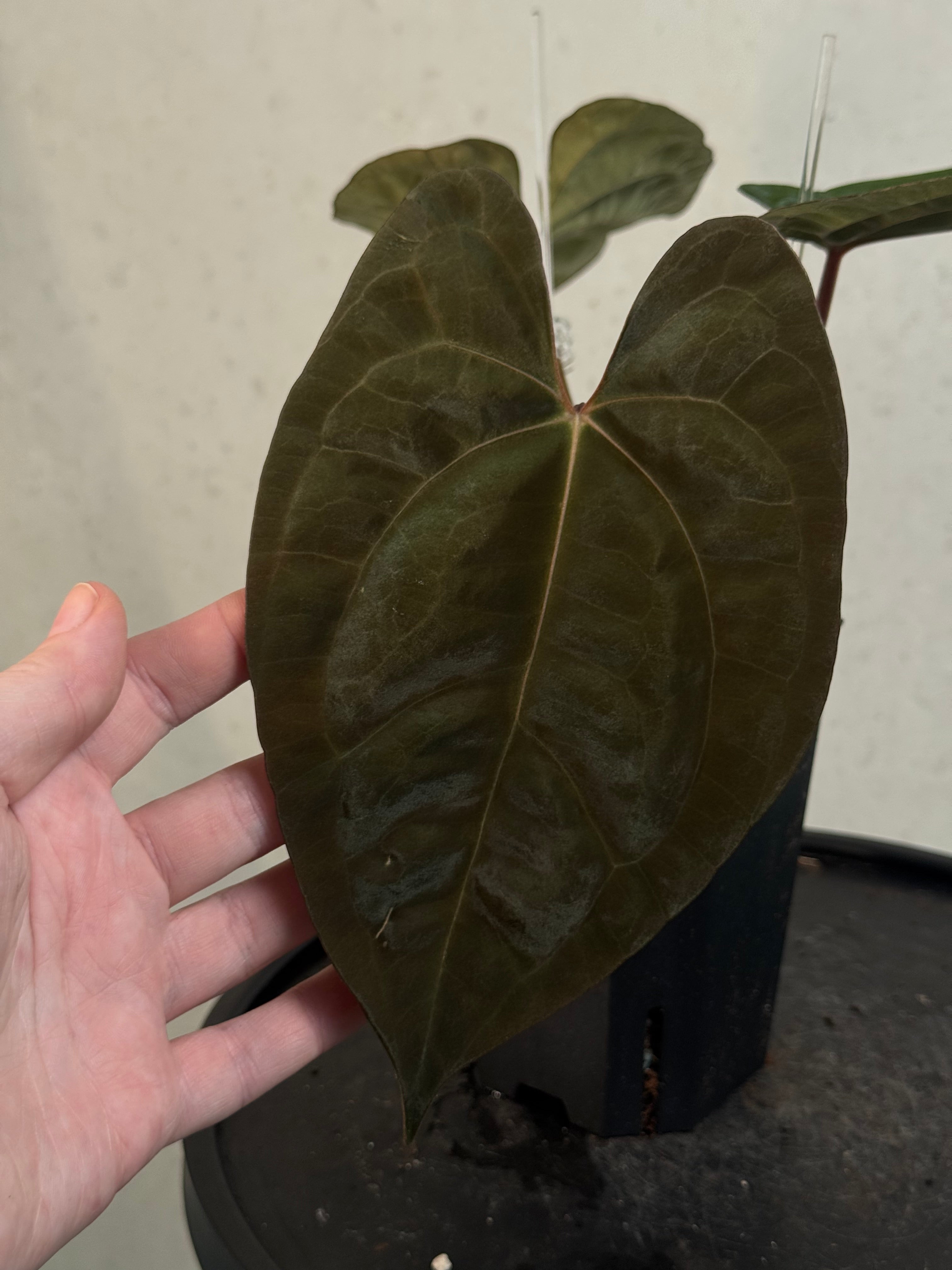 Anthurium Goliath x Dark Phoenix - Clone - Pre-order