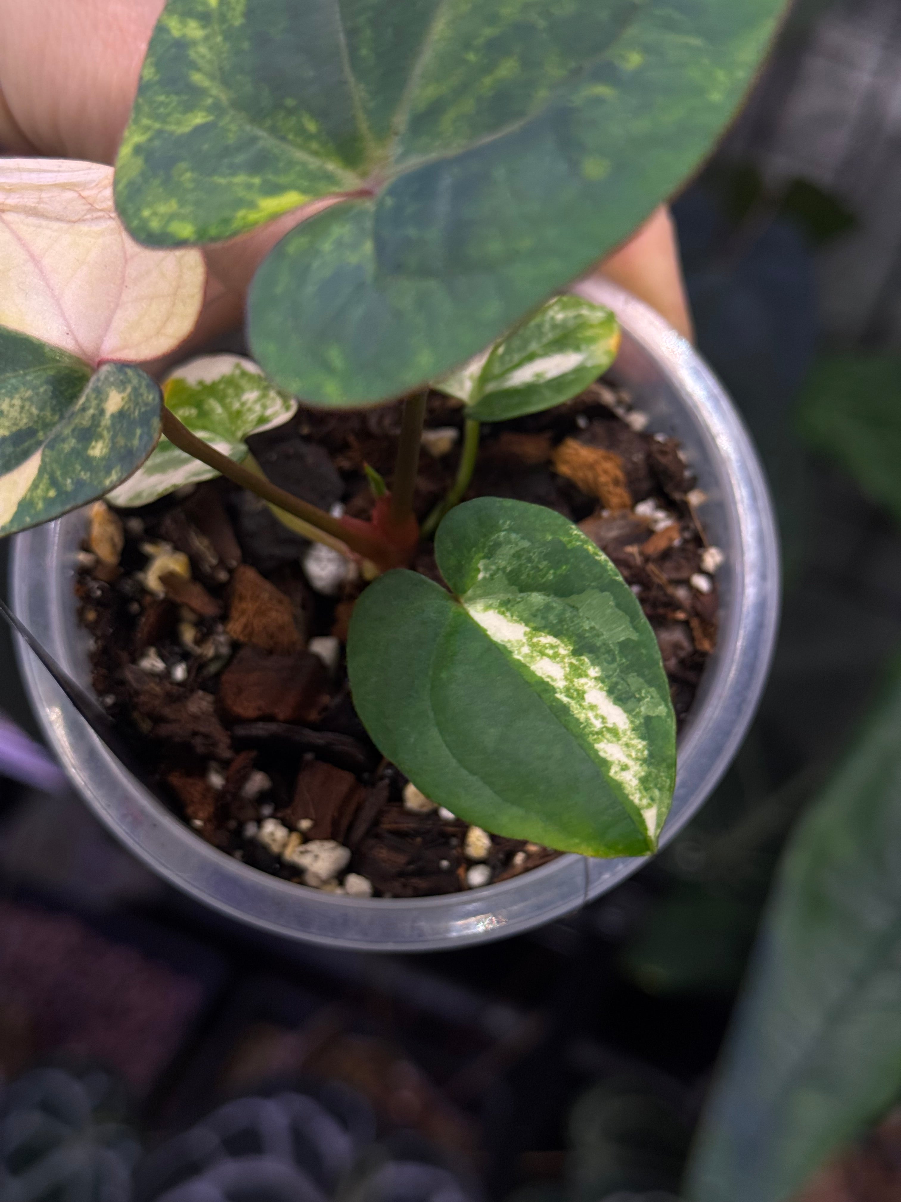 NFS: Anthurium Papillilaminum x Red Vein Dark Phoenix variegata