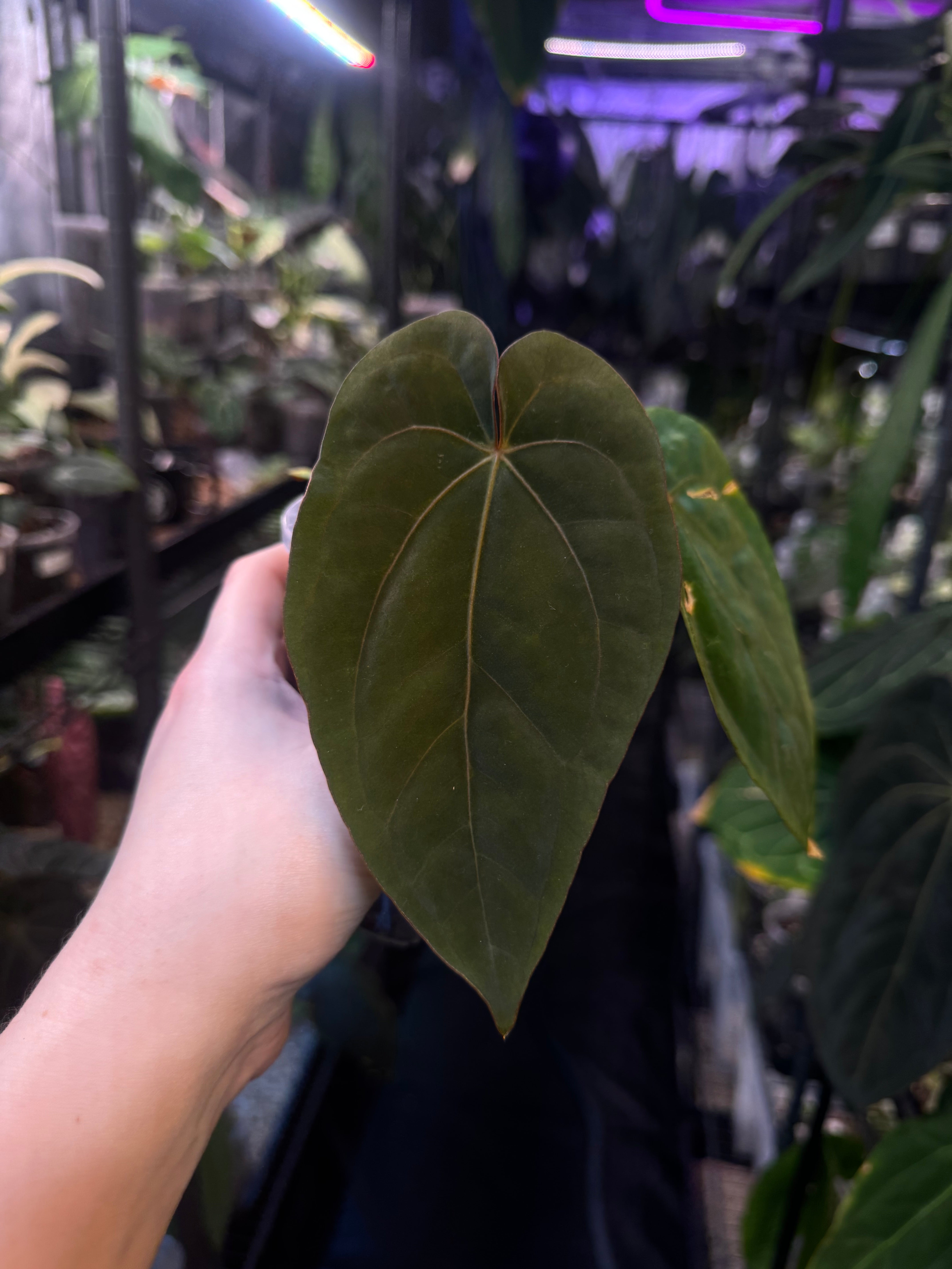 NFS: Anthurium Dressleri RG F3 clone