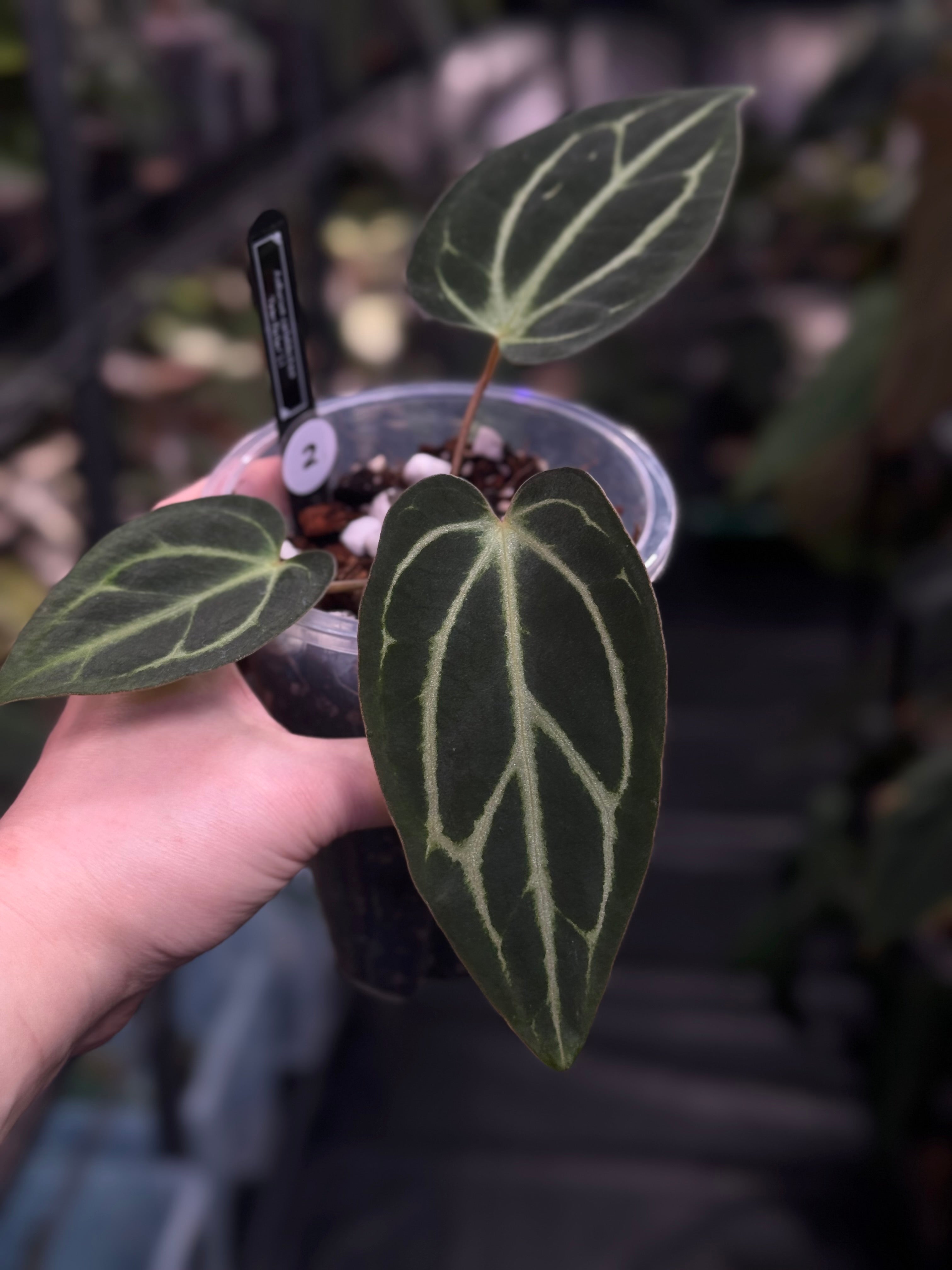 Anthurium Carlablackiae 'Peter Parker’ (RA5 x RA10) S1