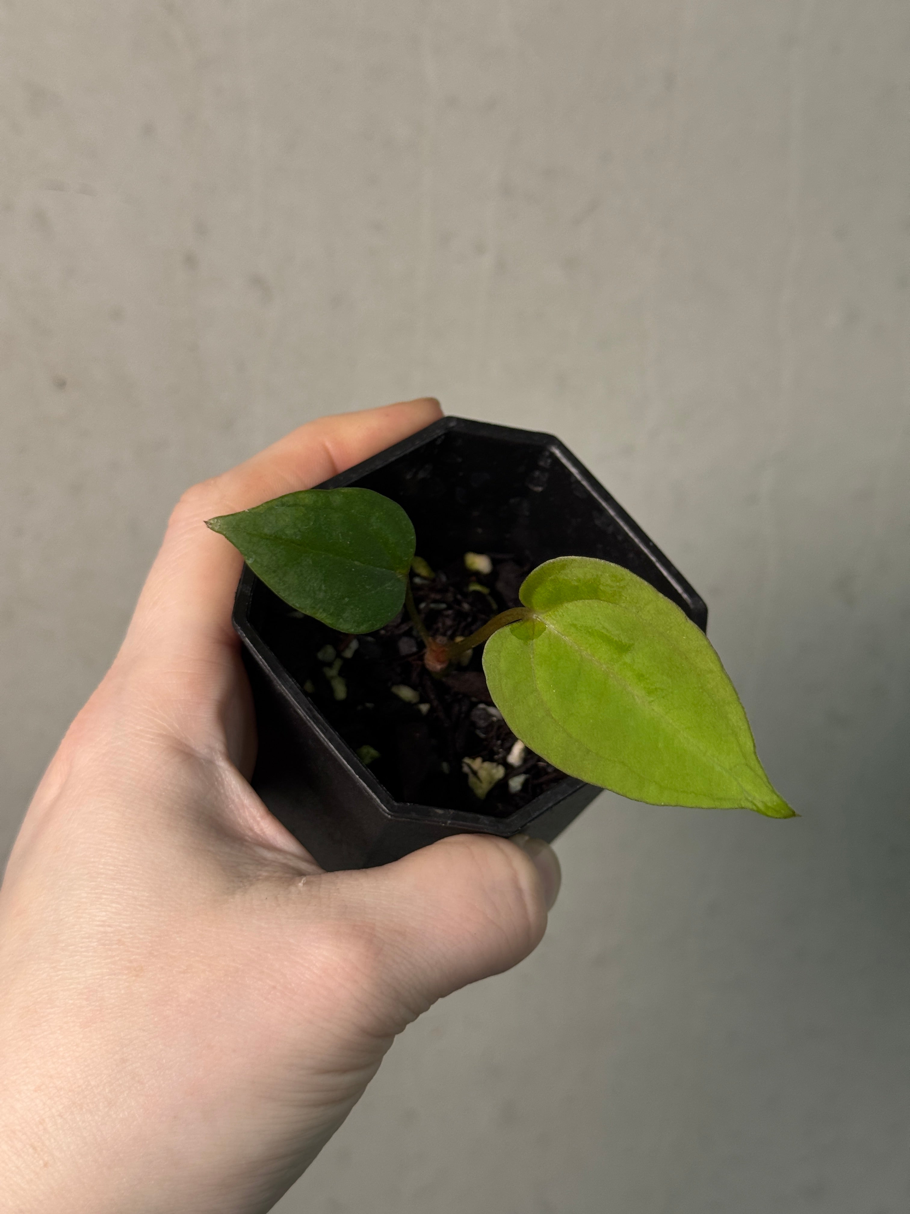 Anthurium Ace of Spades Dark Form x Portillae ‘Dorito’ - Clone - SMUKHI