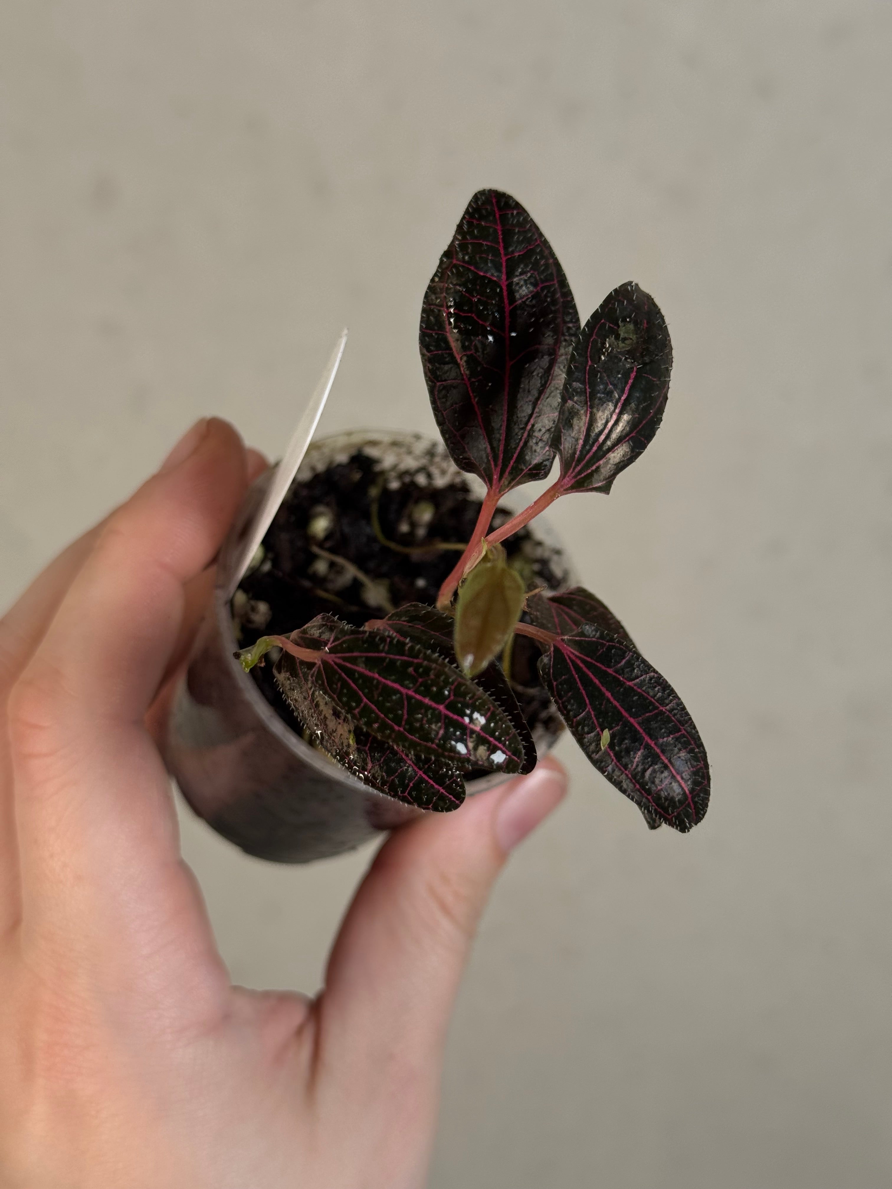 Piper sp. Pink