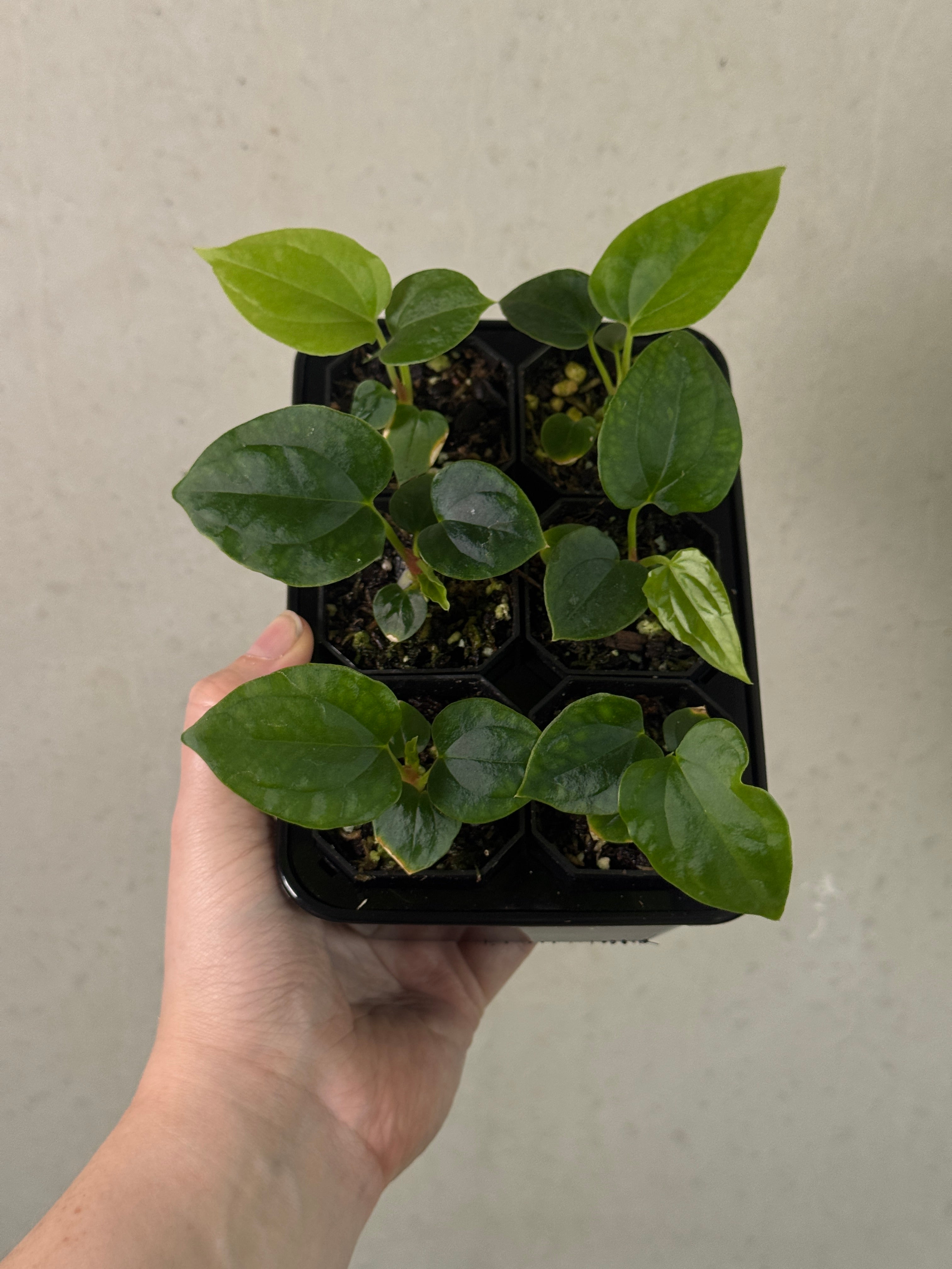 Variegated Stingray Anthurium RLxFS x Debile plant with glossy green and variegated leaves, displayed in a pot.