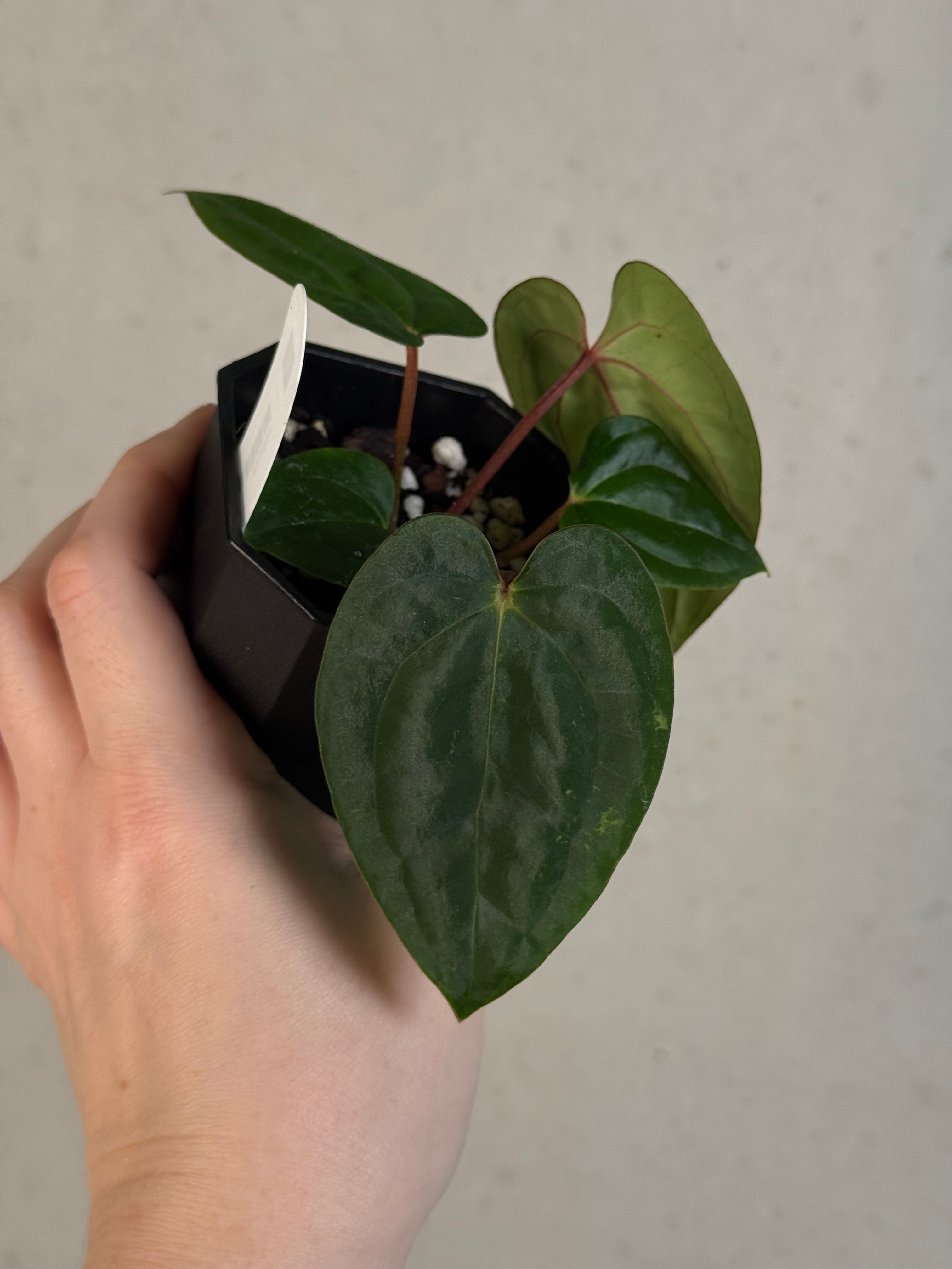 Anthurium Dark Phoenix x Ace of Spades Dark Form